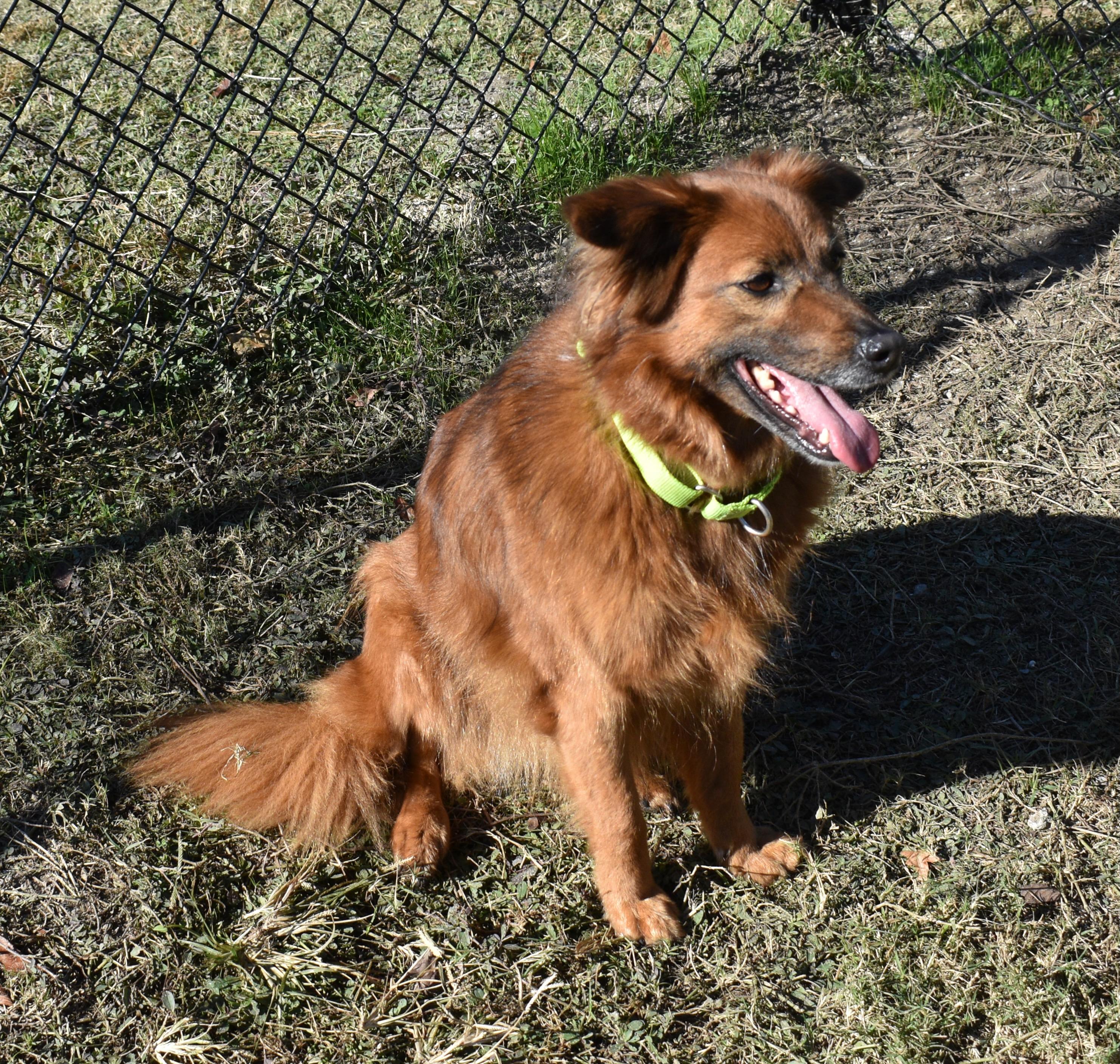 LUA, an adopted Collie in Edisto Island, SC image 2/5