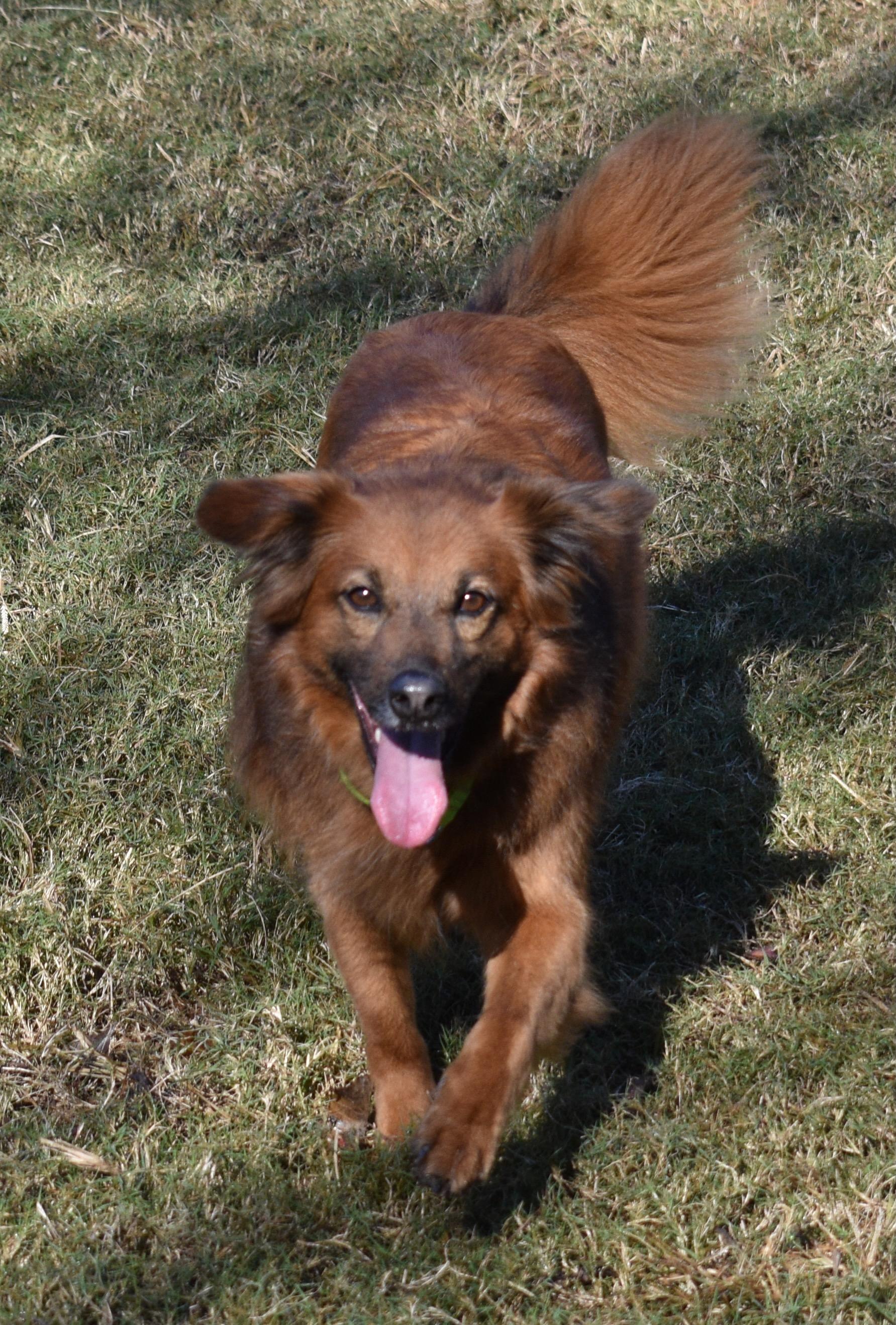LUA, an adopted Collie in Edisto Island, SC image 3/5