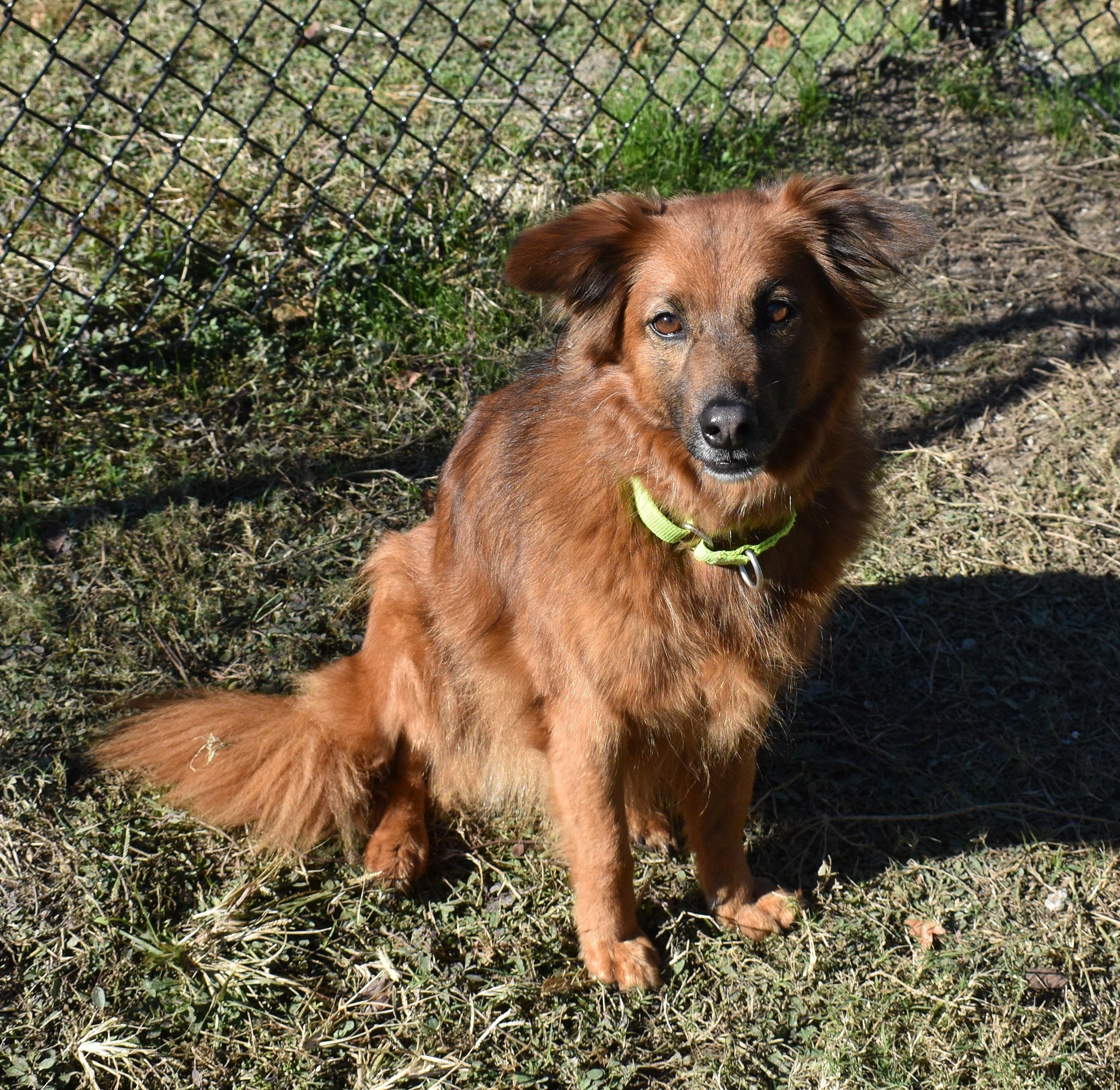 LUA, an adopted Collie in Edisto Island, SC image 4/5