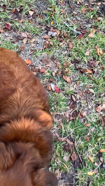 Enlarge LUA, an adopted Collie in Edisto Island, SC video 5/5