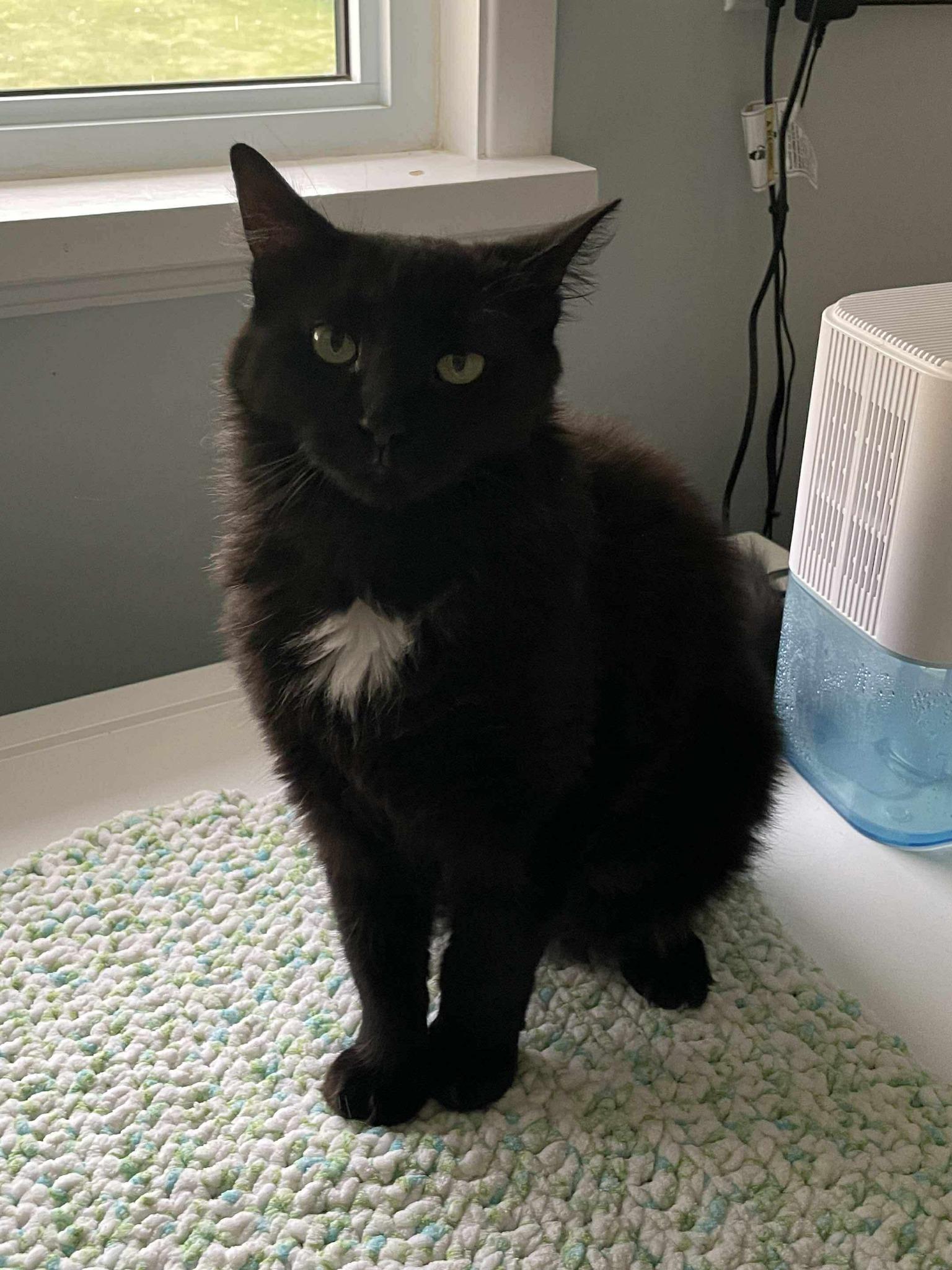 Pouf 25-120, ADOPTABLE, Young Female Domestic Medium Hair.