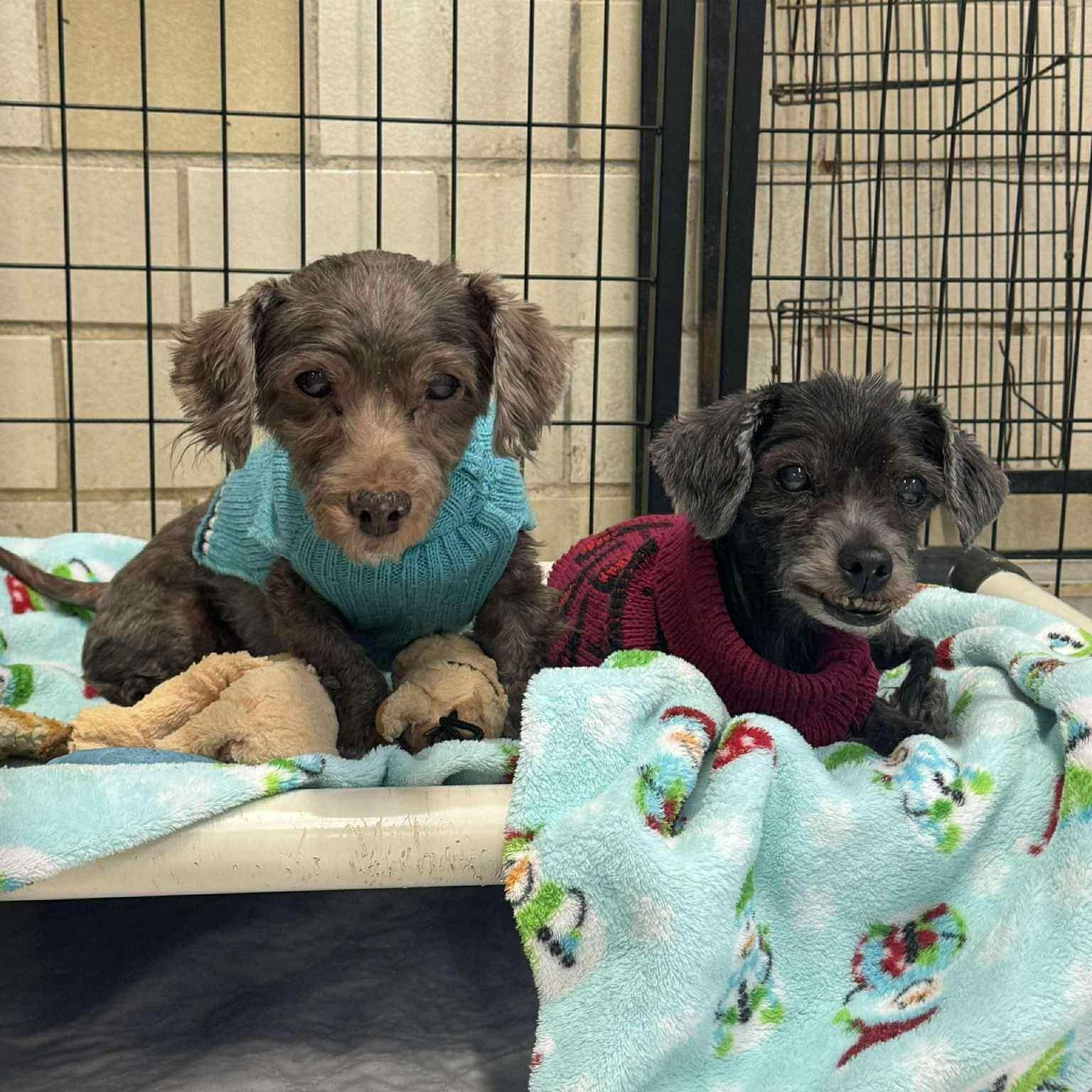 Lucy and Buster, Adoptable, Senior Female Havanese.