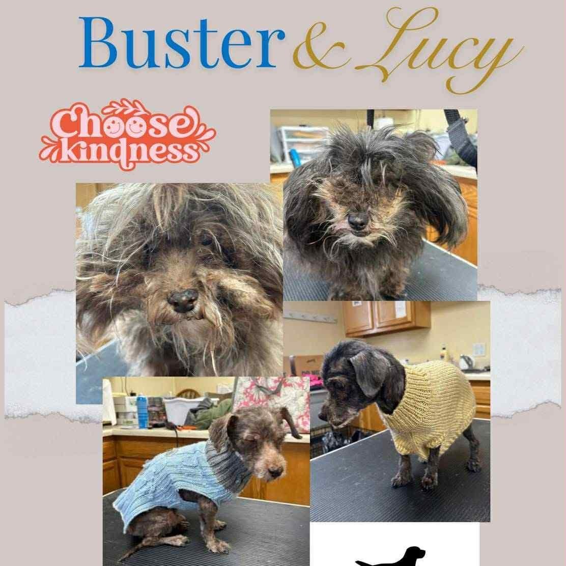 Enlarge Lucy and Buster, a Adoptable Havanese in Quincy, IL image 2/3