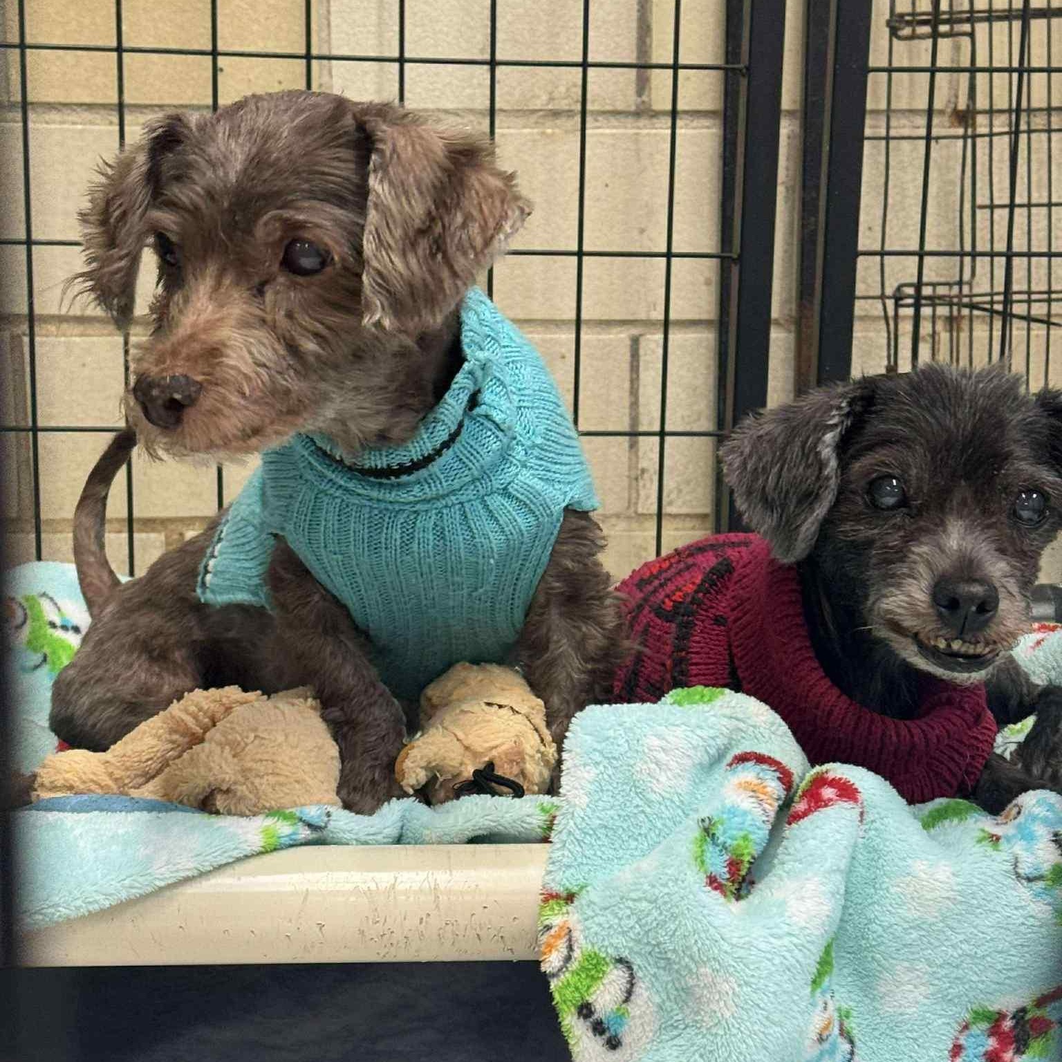 Enlarge Lucy and Buster, a Adoptable Havanese in Quincy, IL image 3/3