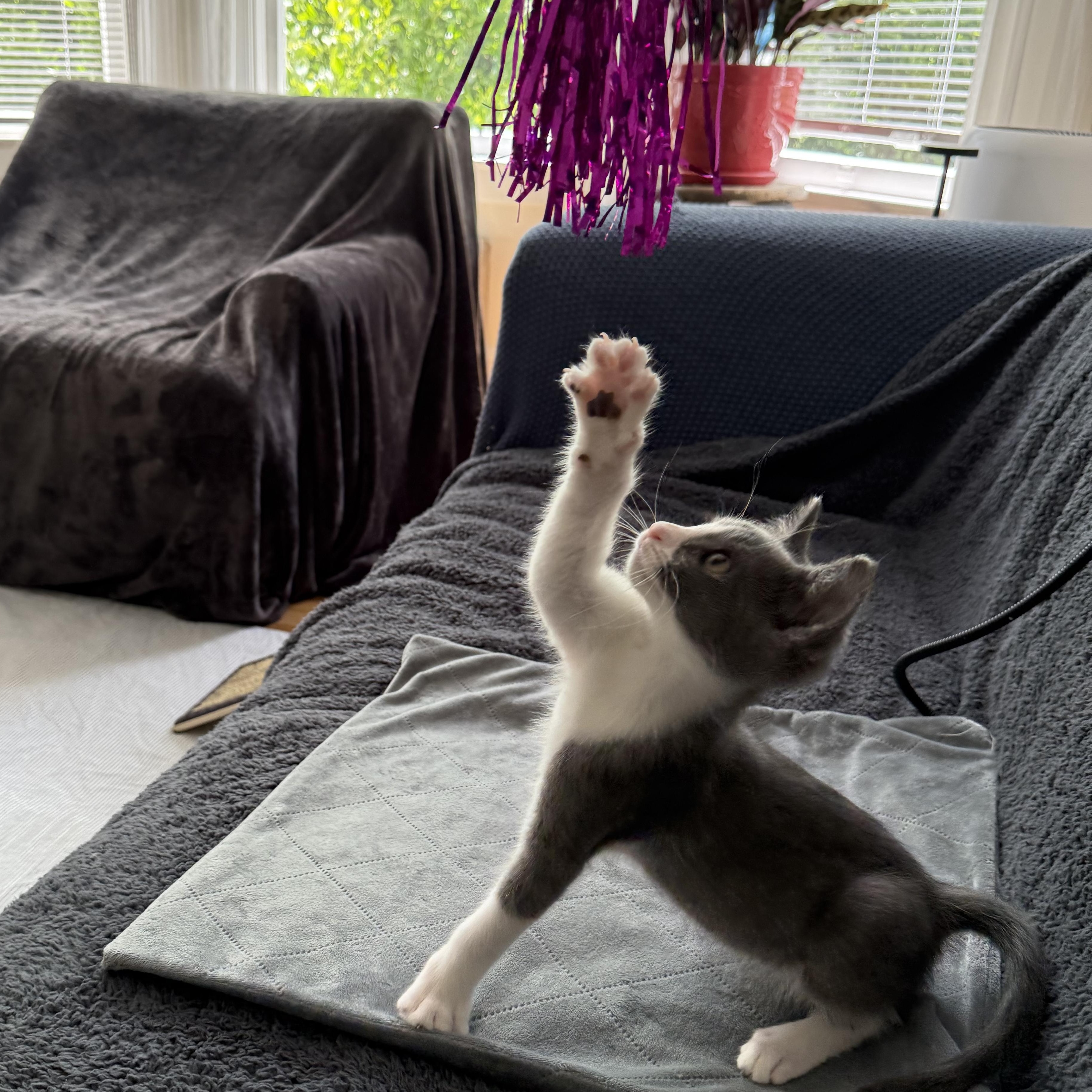 Harley, Adopted, Young Male American Shorthair.