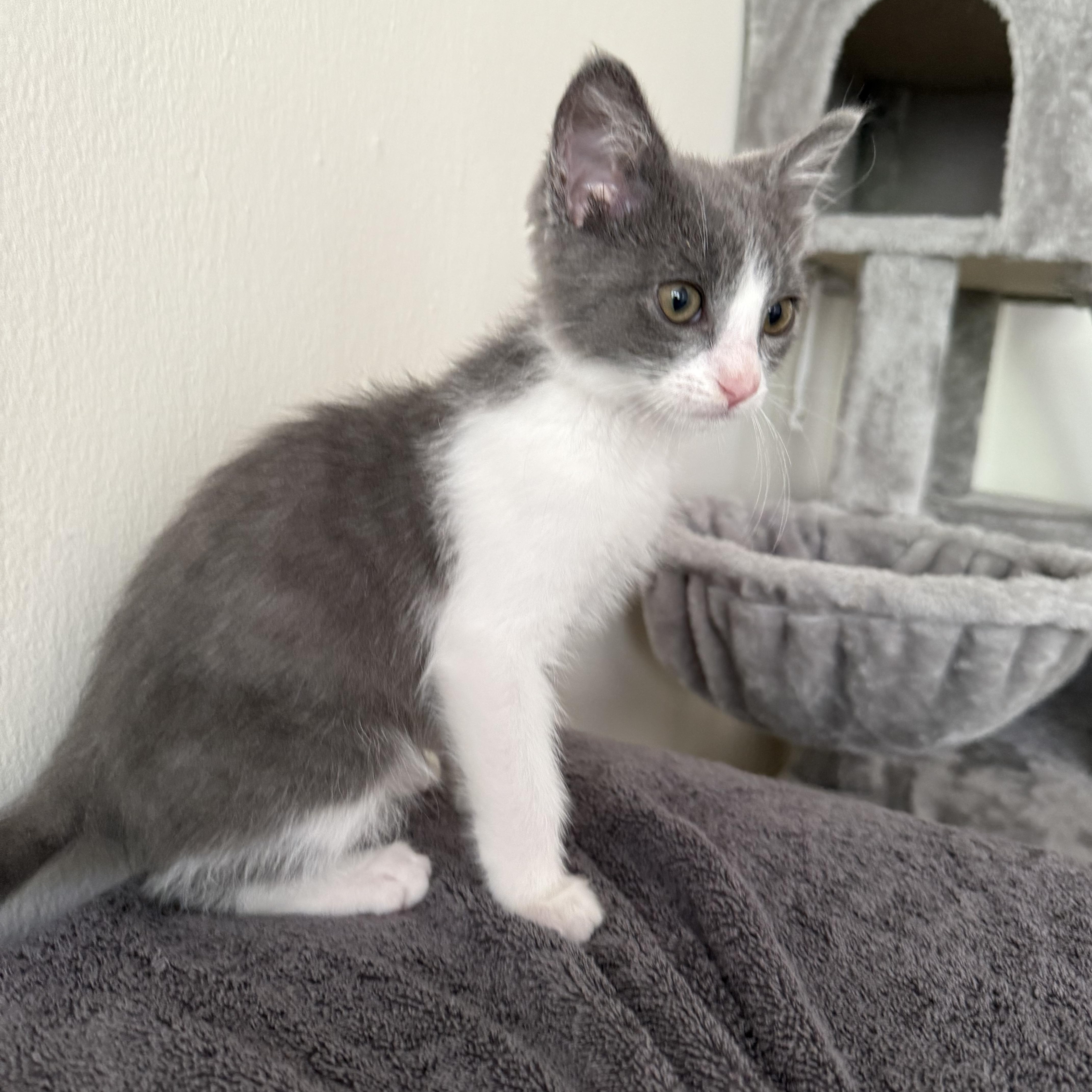 Enlarge Harley, a Adopted American Shorthair in San Francisco, CA image 2/6