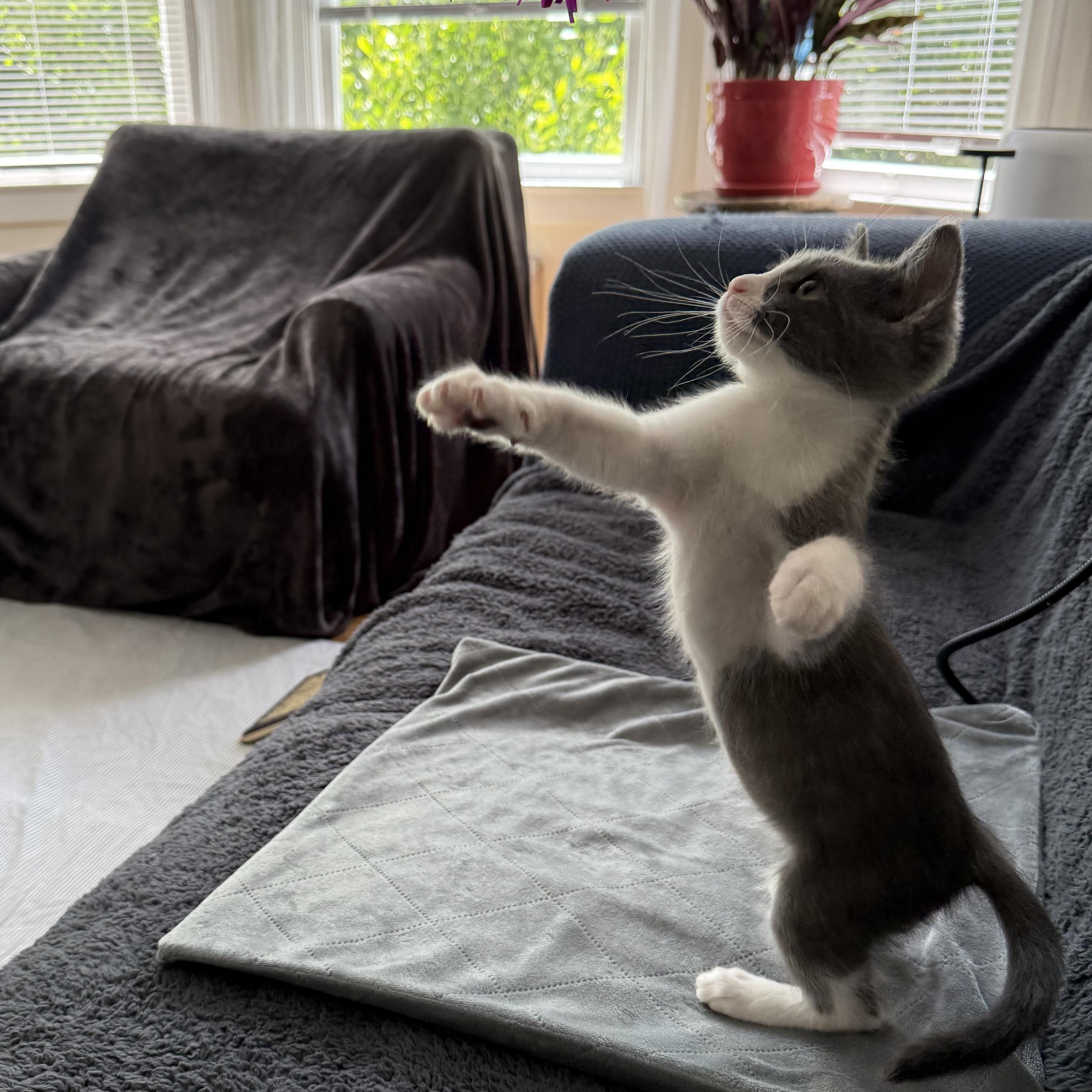 Enlarge Harley, a Adopted American Shorthair in San Francisco, CA image 6/6