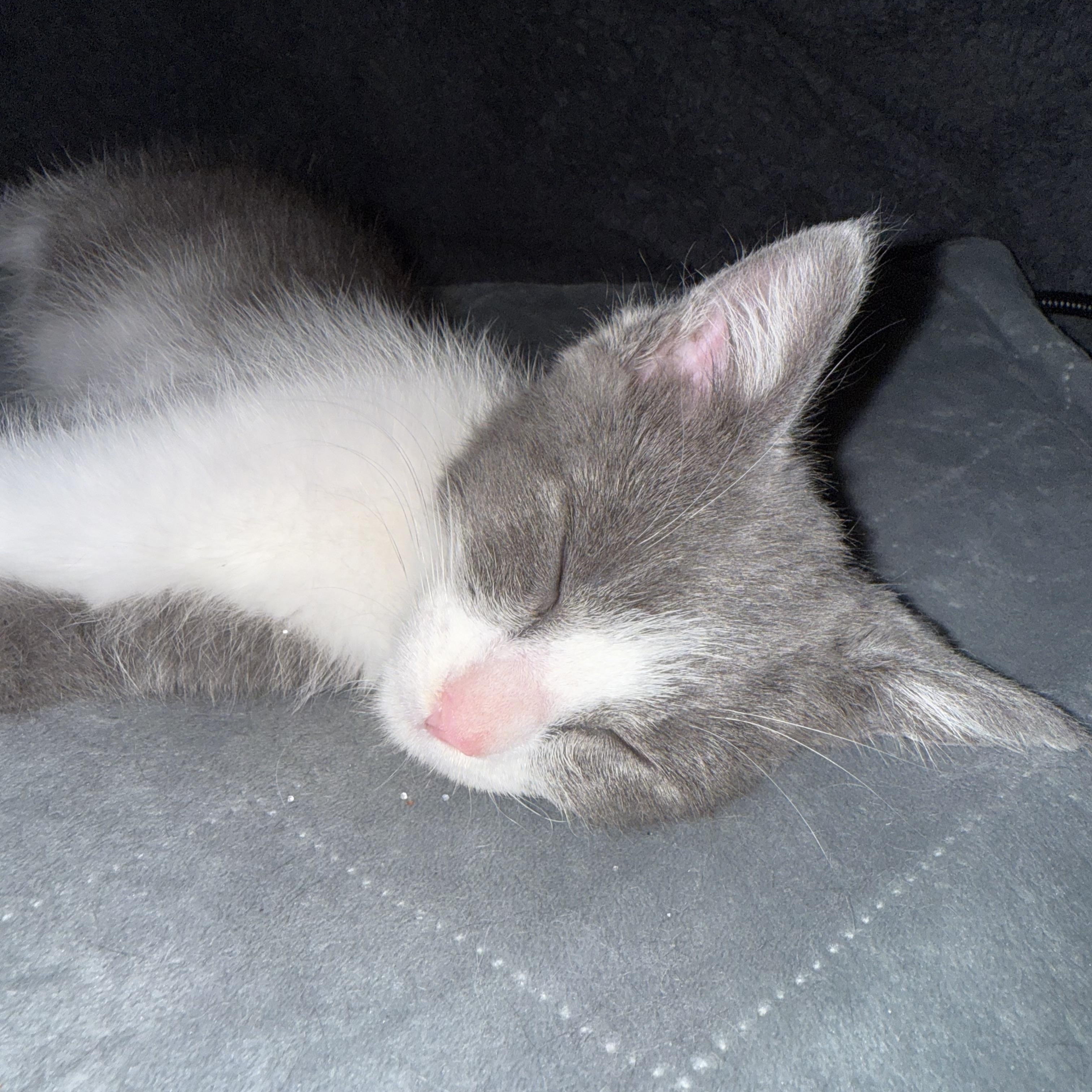 Enlarge Harley, a Adopted American Shorthair in San Francisco, CA image 3/6