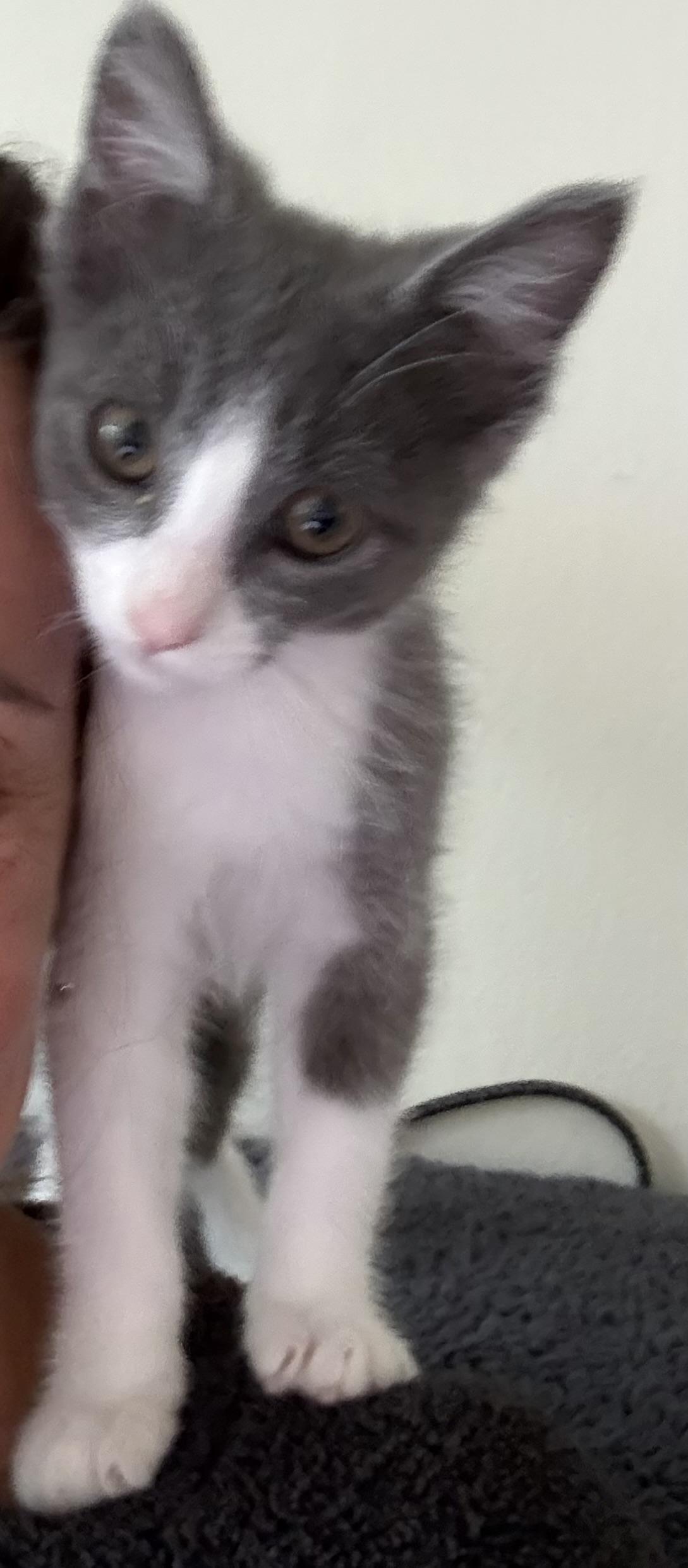 Enlarge Harley, a Adopted American Shorthair in San Francisco, CA image 5/6