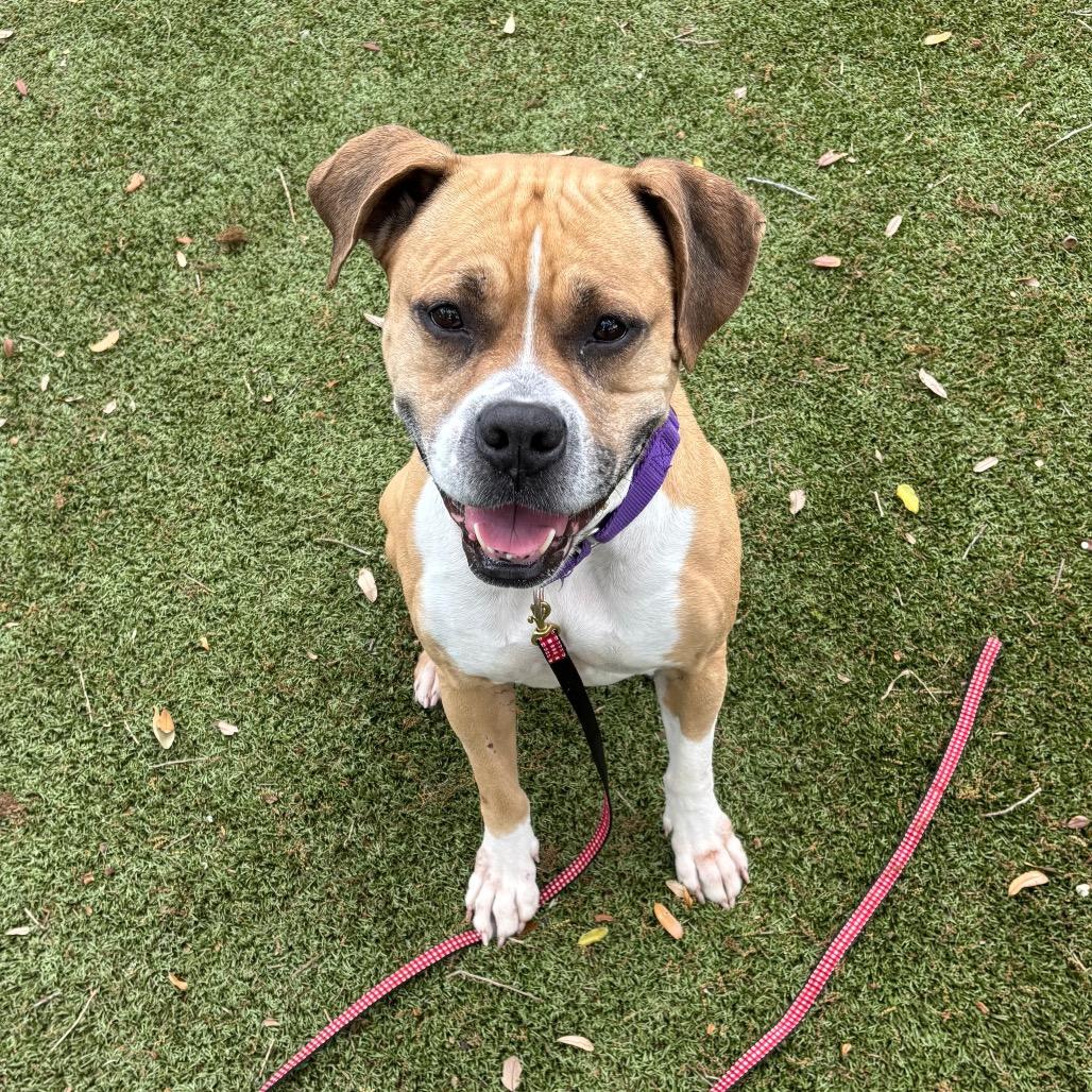 Winnie, Adoptable, Senior Female Mixed Breed.