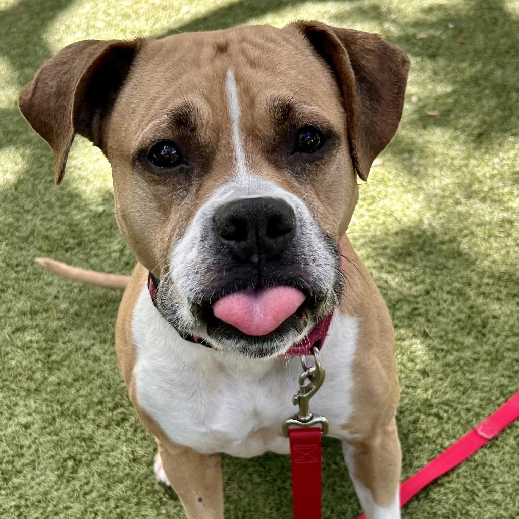 Winnie, a Adoptable Mixed Breed in Sarasota, FL image 2/6