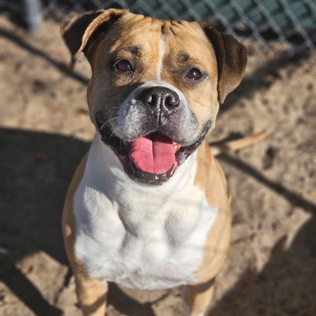 Winnie, a Adoptable Mixed Breed in Sarasota, FL image 3/6