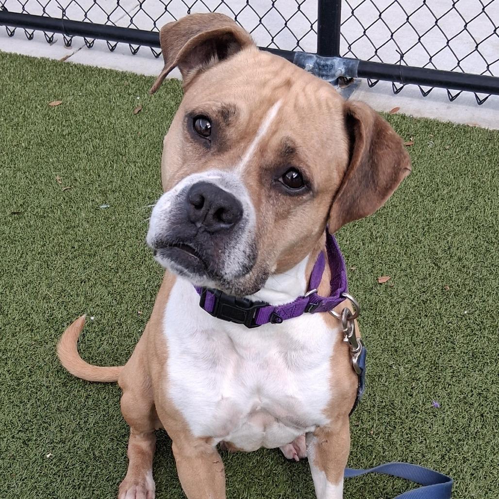 Winnie, a Adoptable Mixed Breed in Sarasota, FL image 4/6