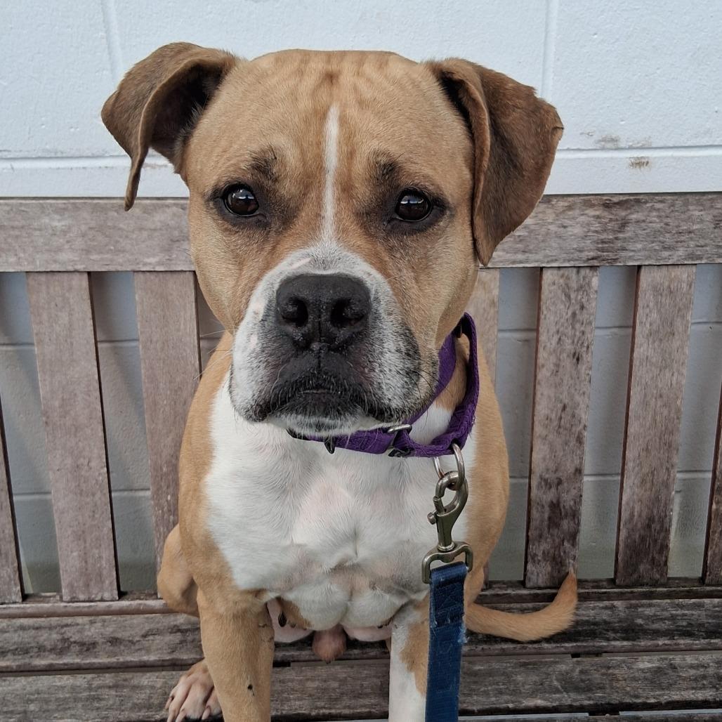 Winnie, a Adoptable Mixed Breed in Sarasota, FL image 5/6