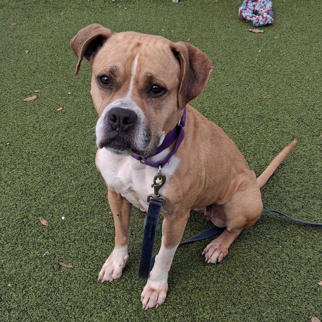 Winnie, a Adoptable Mixed Breed in Sarasota, FL image 6/6
