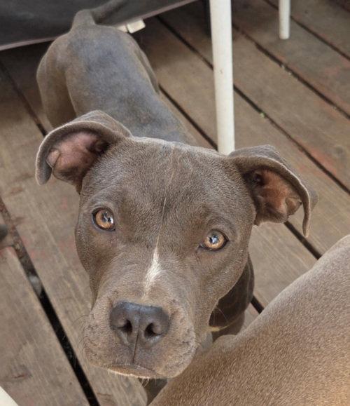 Zena, Adoptable, Young Female Pit Bull Terrier.