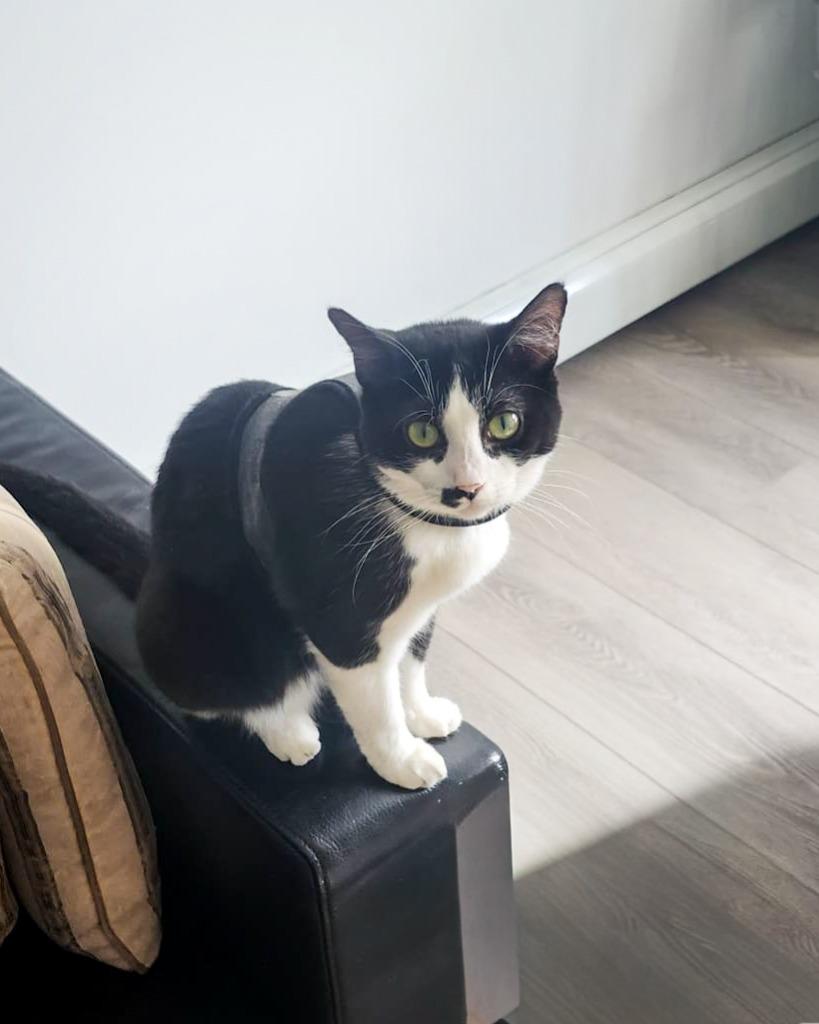 Enlarge Piper, a Adoptable mixed breed in Calgary, AB image 1/6