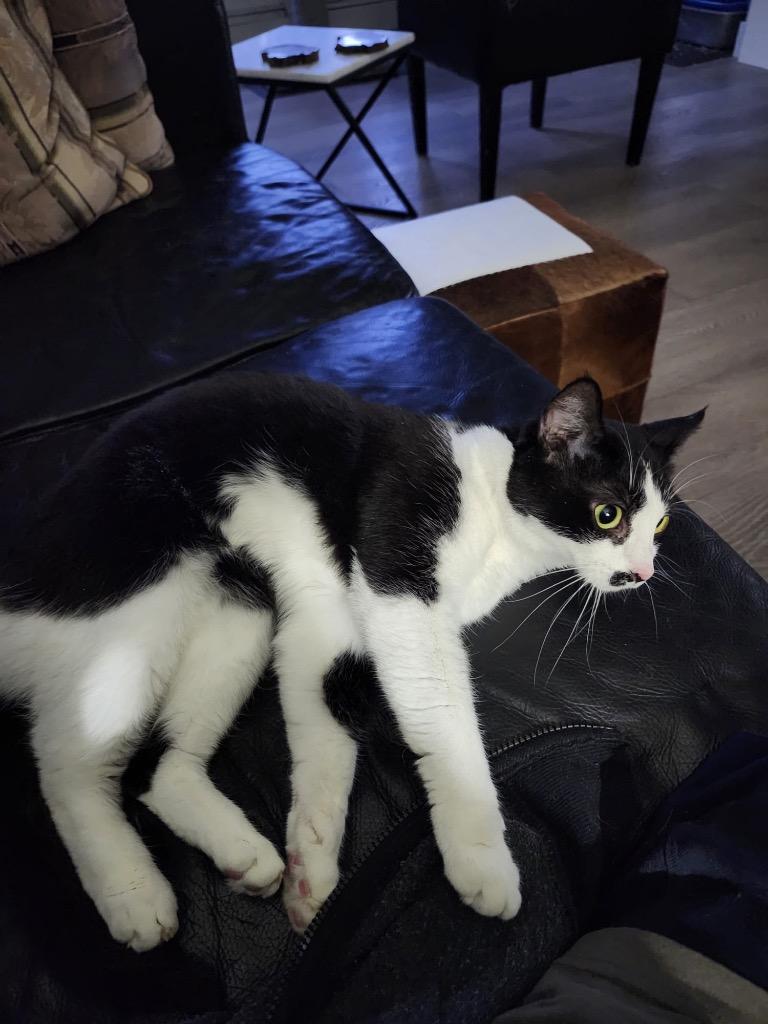 Enlarge Piper, a Adoptable mixed breed in Calgary, AB image 2/6