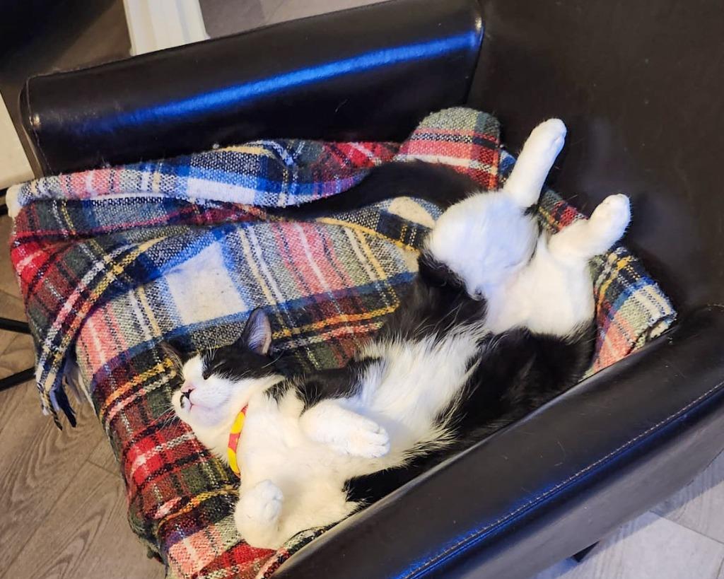 Enlarge Piper, a Adoptable mixed breed in Calgary, AB image 3/6
