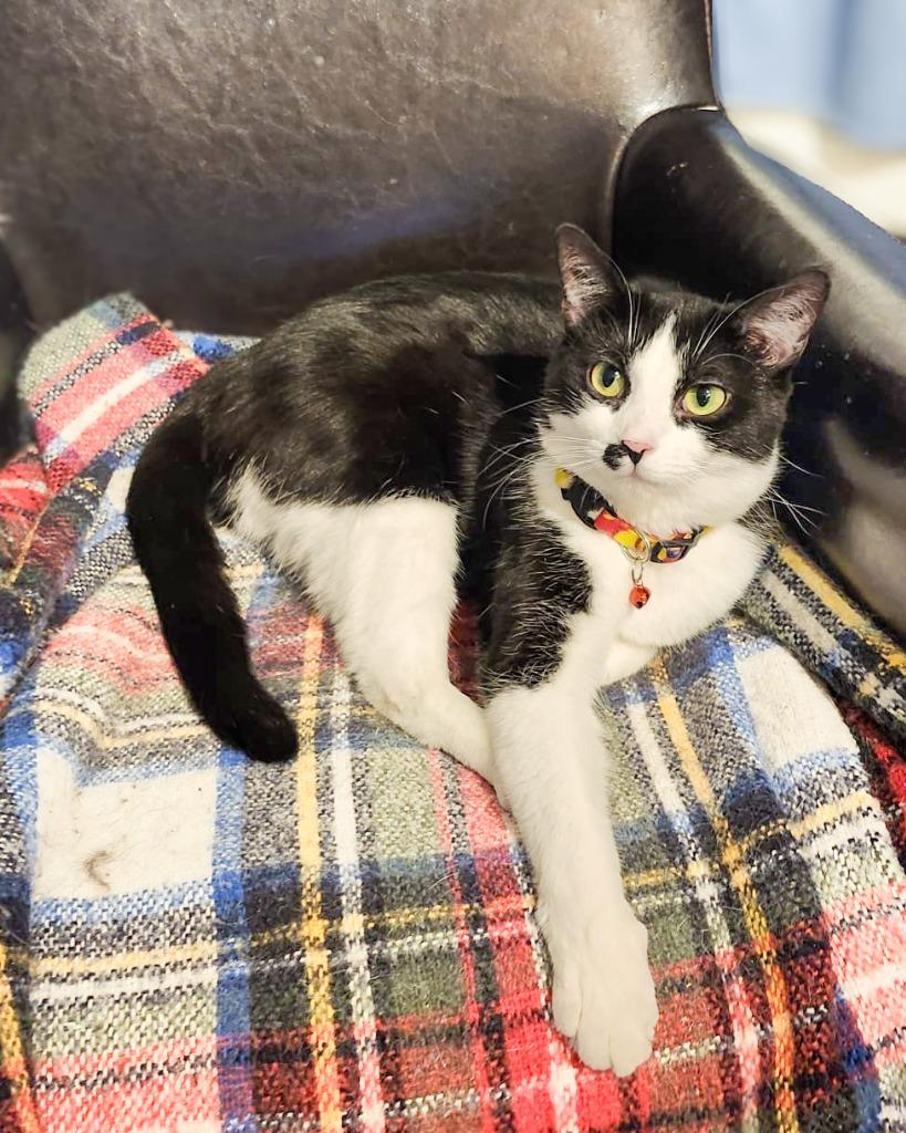 Enlarge Piper, a Adoptable mixed breed in Calgary, AB image 5/6
