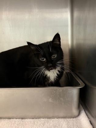 Tippy, Adoptable, Adult Female Domestic Short Hair & Domestic Short Hair.