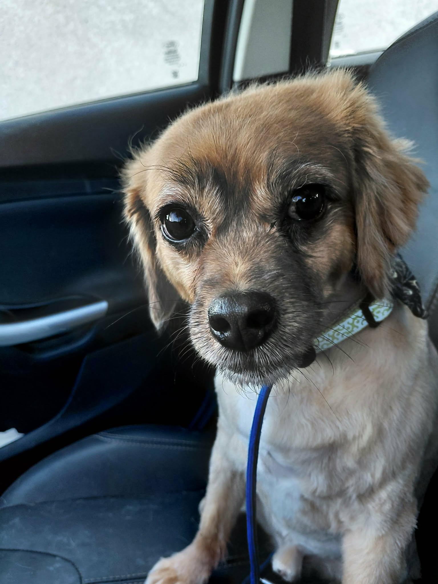 Lukie, a Adopted Tibetan Spaniel in Crystal, MN image 1/3