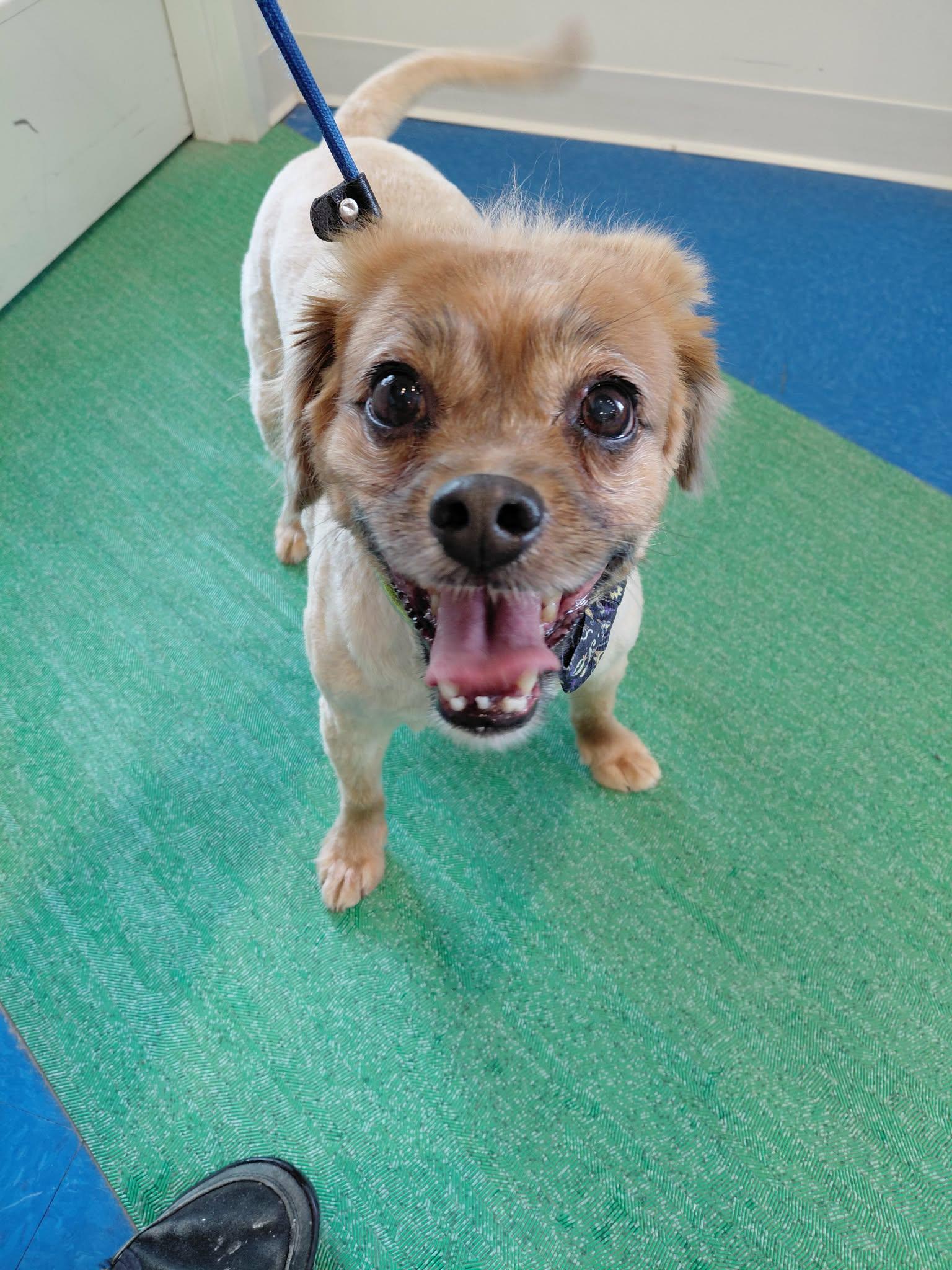 Lukie, a Adopted Tibetan Spaniel in Crystal, MN image 2/3