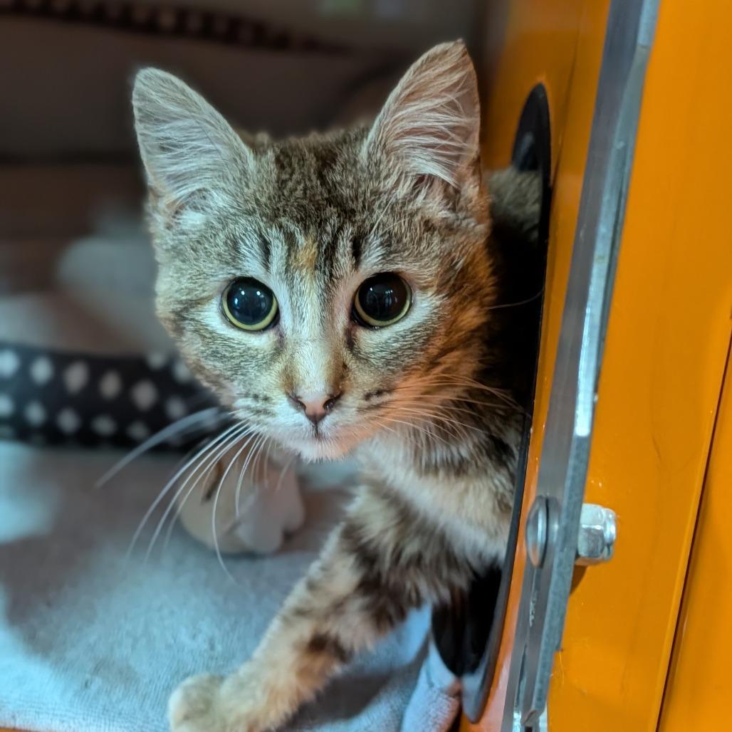 Enlarge Malorie, a ADOPTABLE Domestic Short Hair in Cape Girardeau, MO image 3/4