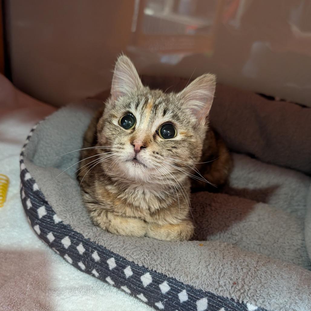 Enlarge Malorie, a ADOPTABLE Domestic Short Hair in Cape Girardeau, MO image 2/4