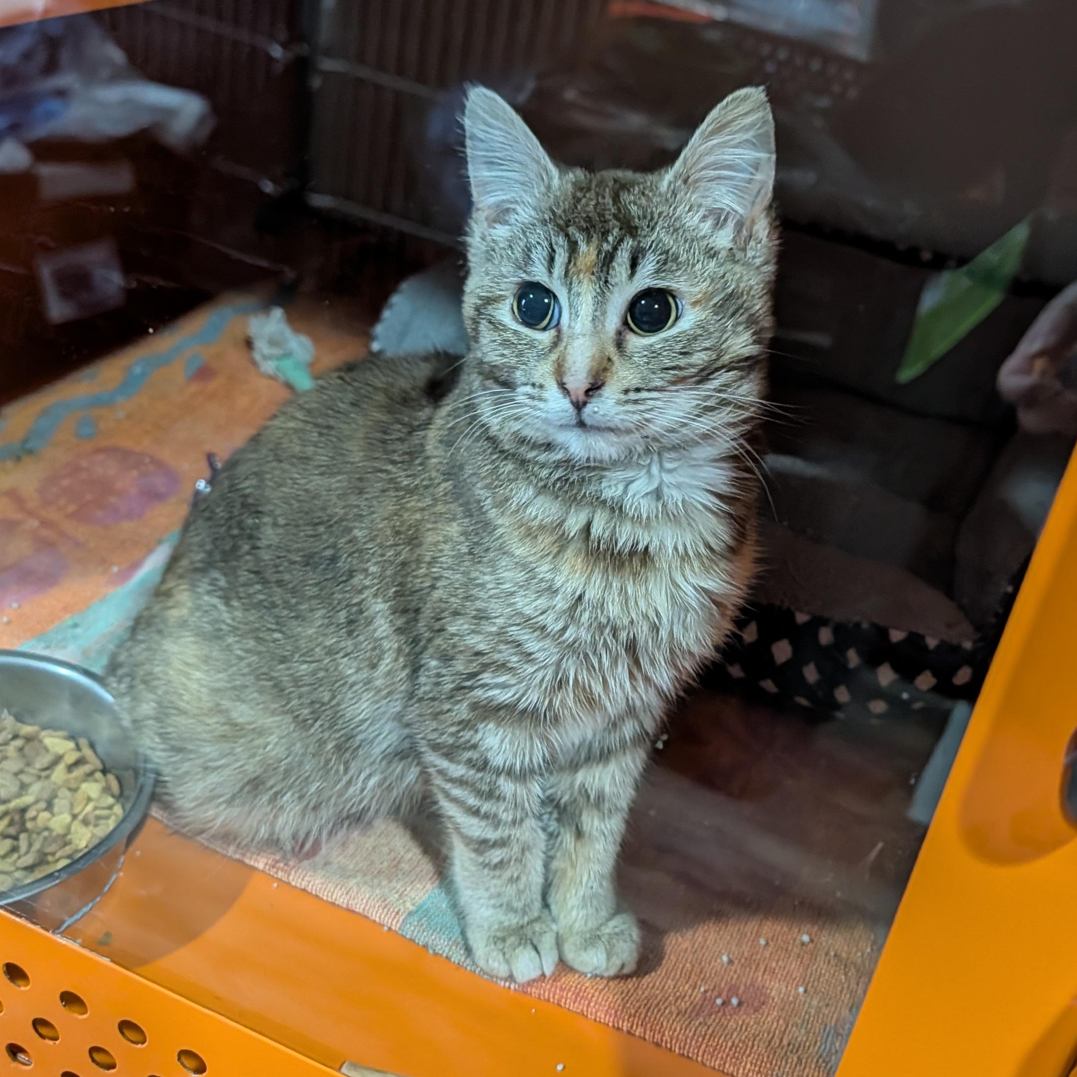 Enlarge Malorie, a ADOPTABLE Domestic Short Hair in Cape Girardeau, MO image 4/4