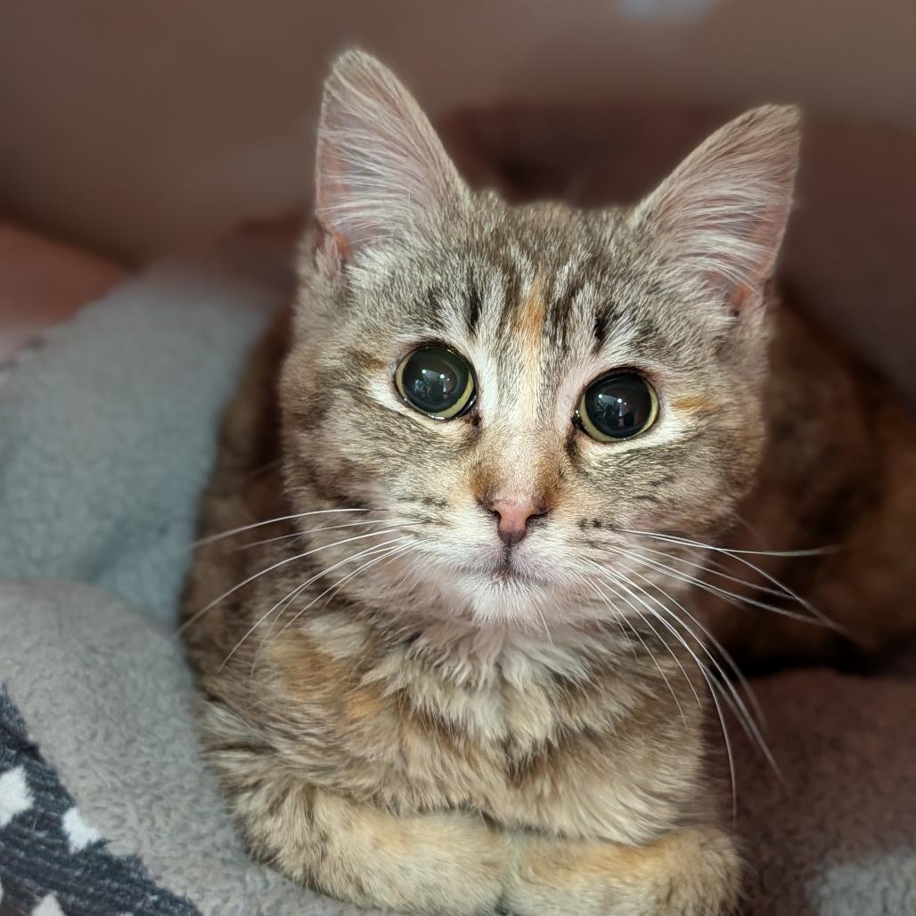 Malorie, ADOPTABLE, Adult Female Domestic Short Hair.