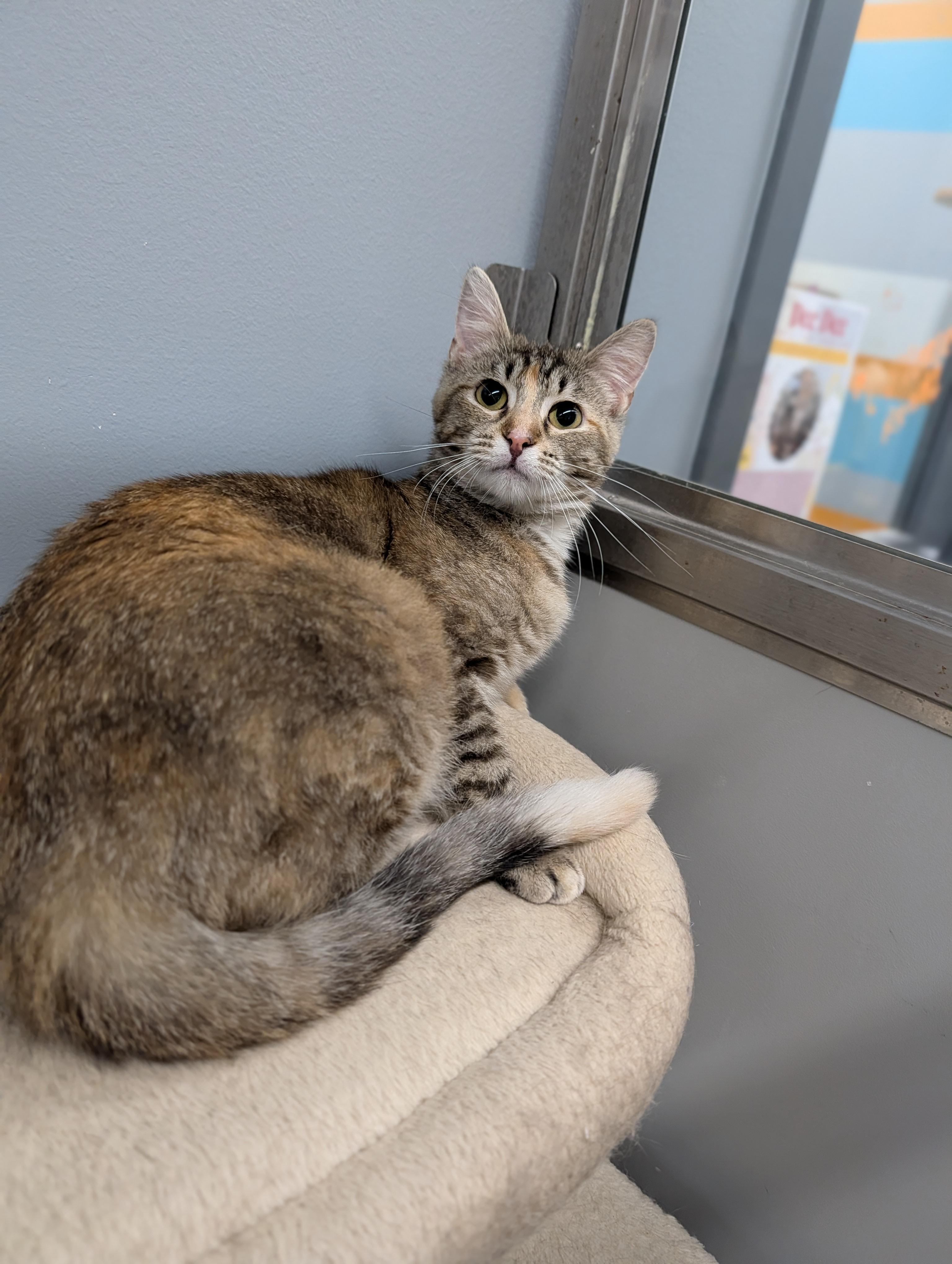 Enlarge Malorie, a ADOPTABLE Domestic Short Hair in Cape Girardeau, MO image 3/4