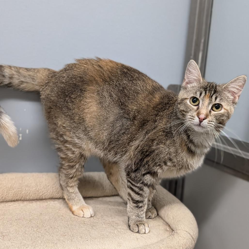 Enlarge Malorie, a ADOPTABLE Domestic Short Hair in Cape Girardeau, MO image 4/4
