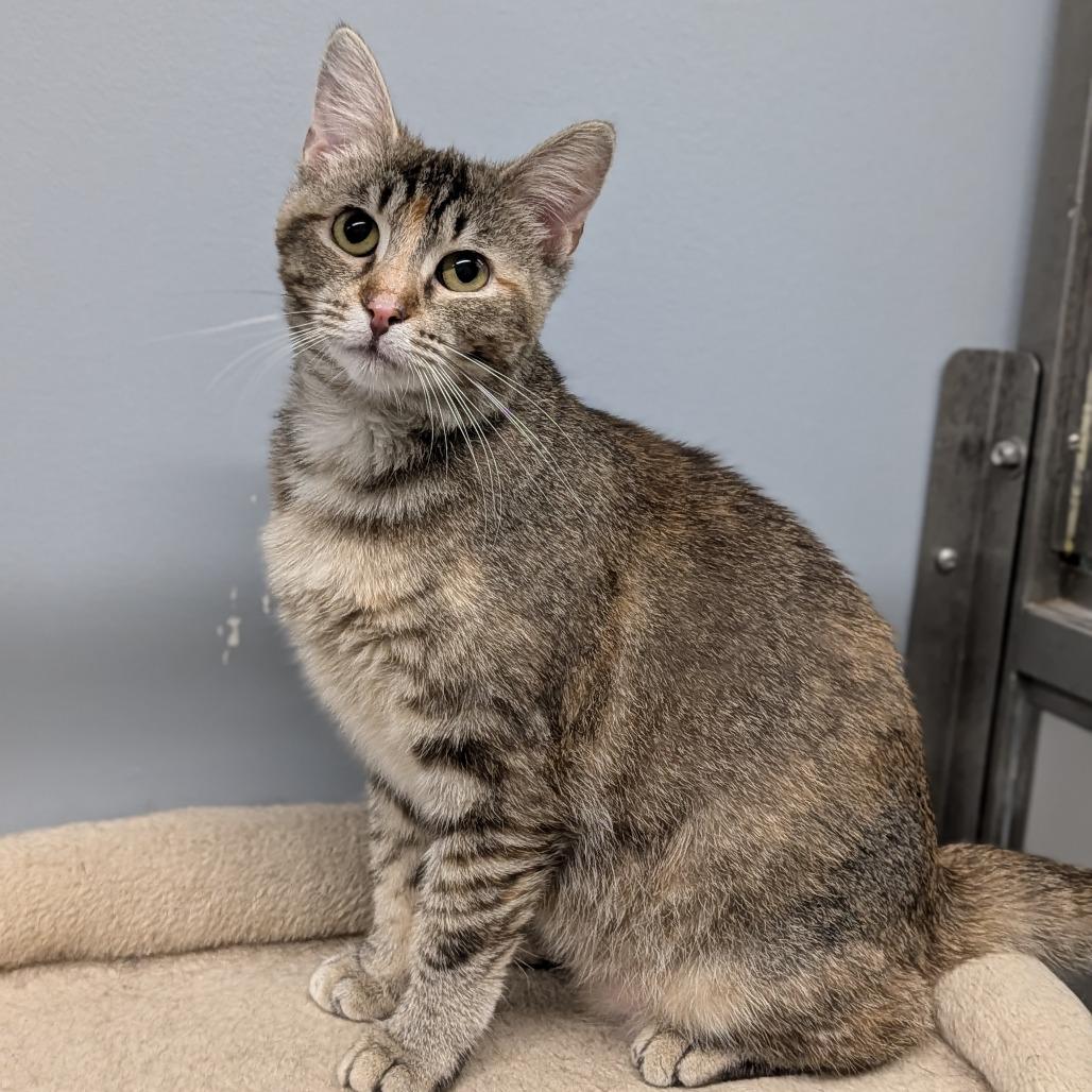 Enlarge Malorie, a ADOPTABLE Domestic Short Hair in Cape Girardeau, MO image 2/4