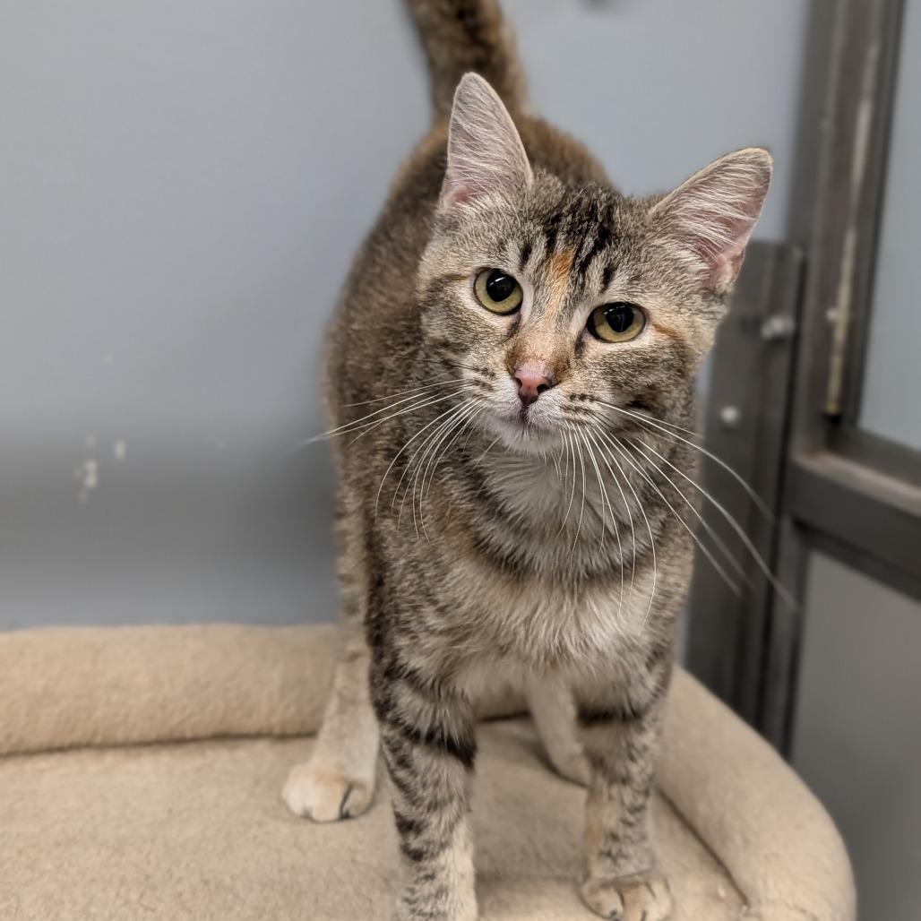 Malorie, ADOPTABLE, Adult Female Domestic Short Hair.