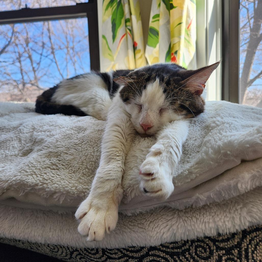 Bighorn, Adoptable, Adult Male Domestic Short Hair.