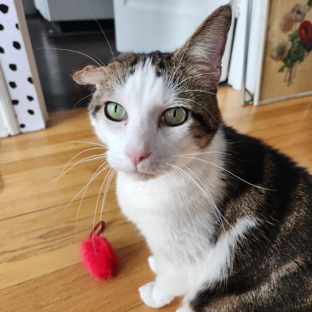 Bighorn, a Adoptable Domestic Short Hair in Evanston, IL image 2/6