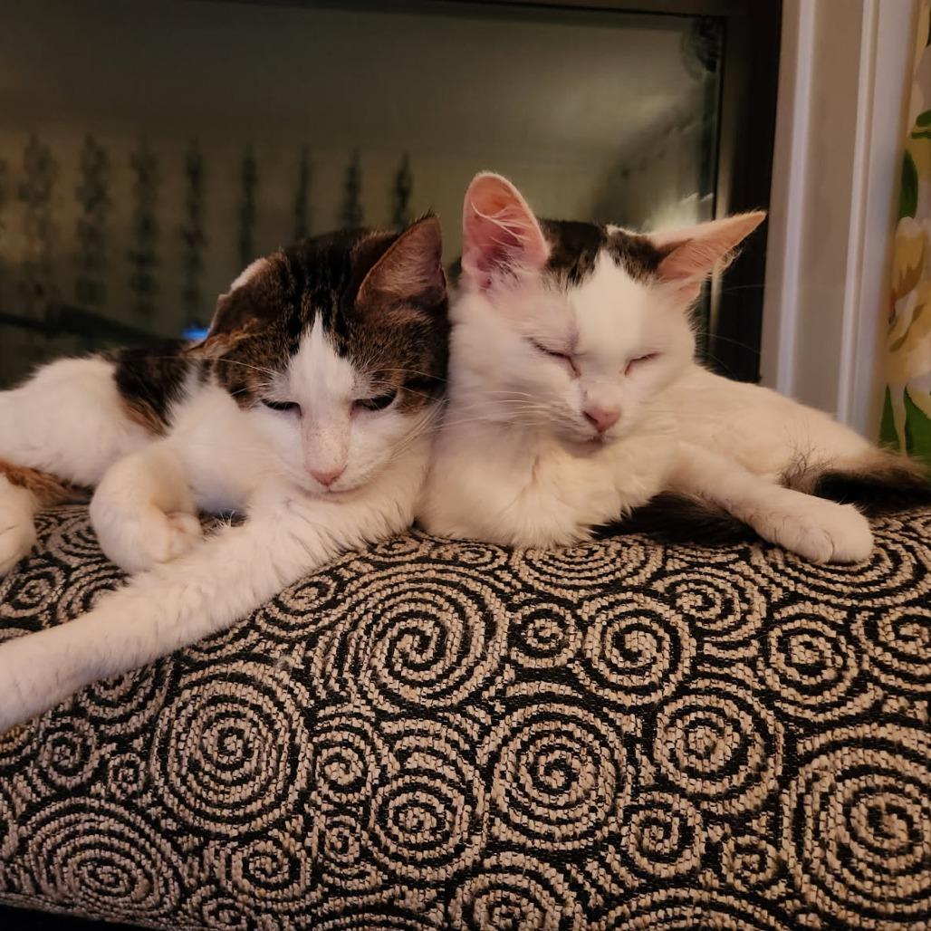 Bighorn, a Adoptable Domestic Short Hair in Evanston, IL image 3/6