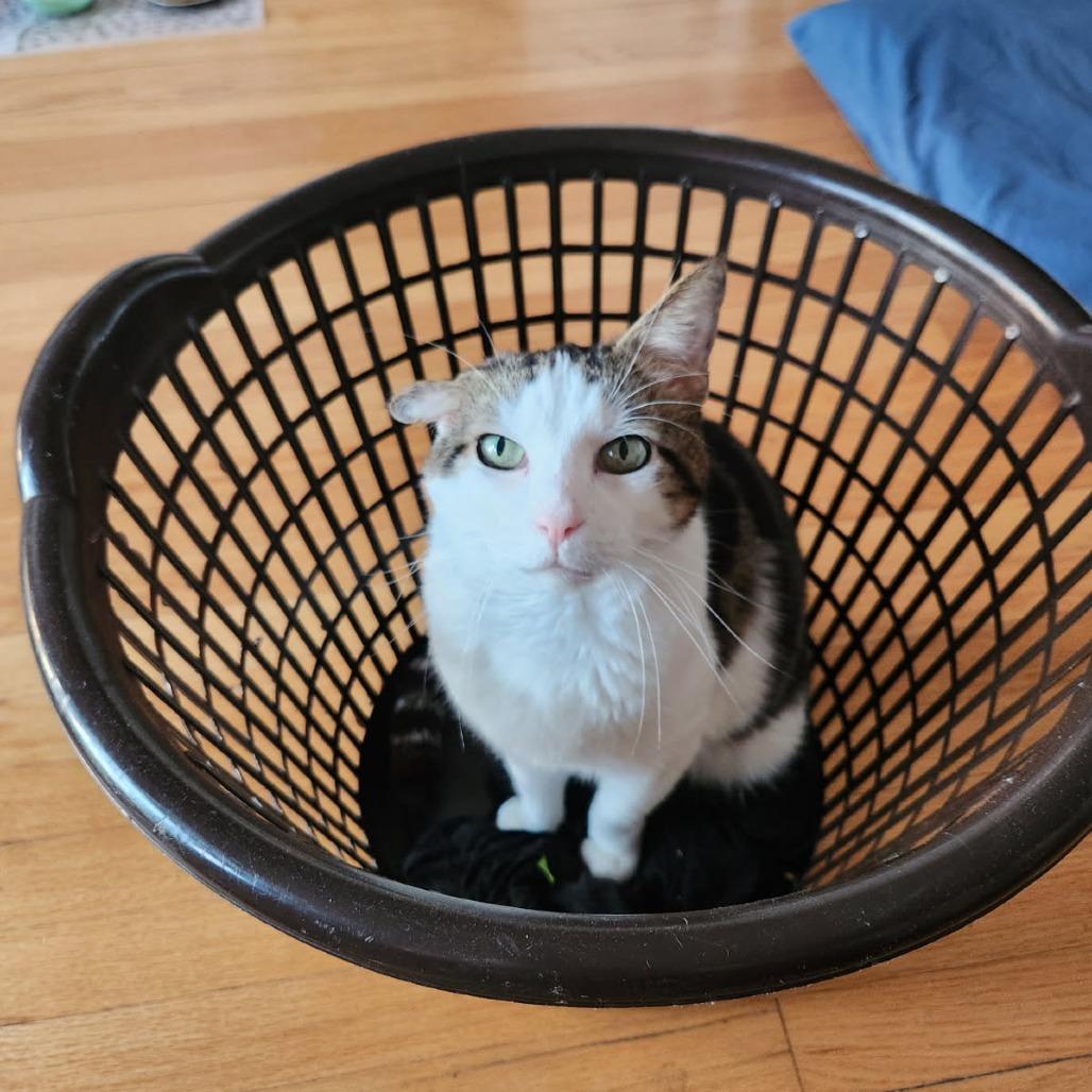 Bighorn, a Adoptable Domestic Short Hair in Evanston, IL image 6/6