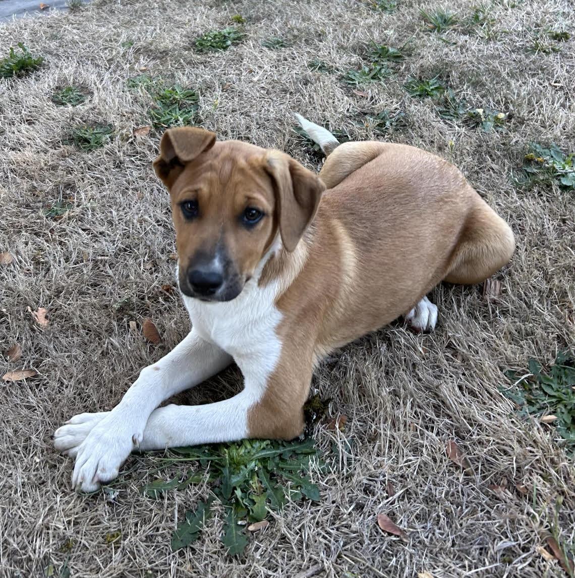 Artemis, Adoptable, Puppy Female Border Collie & Cattle Dog.