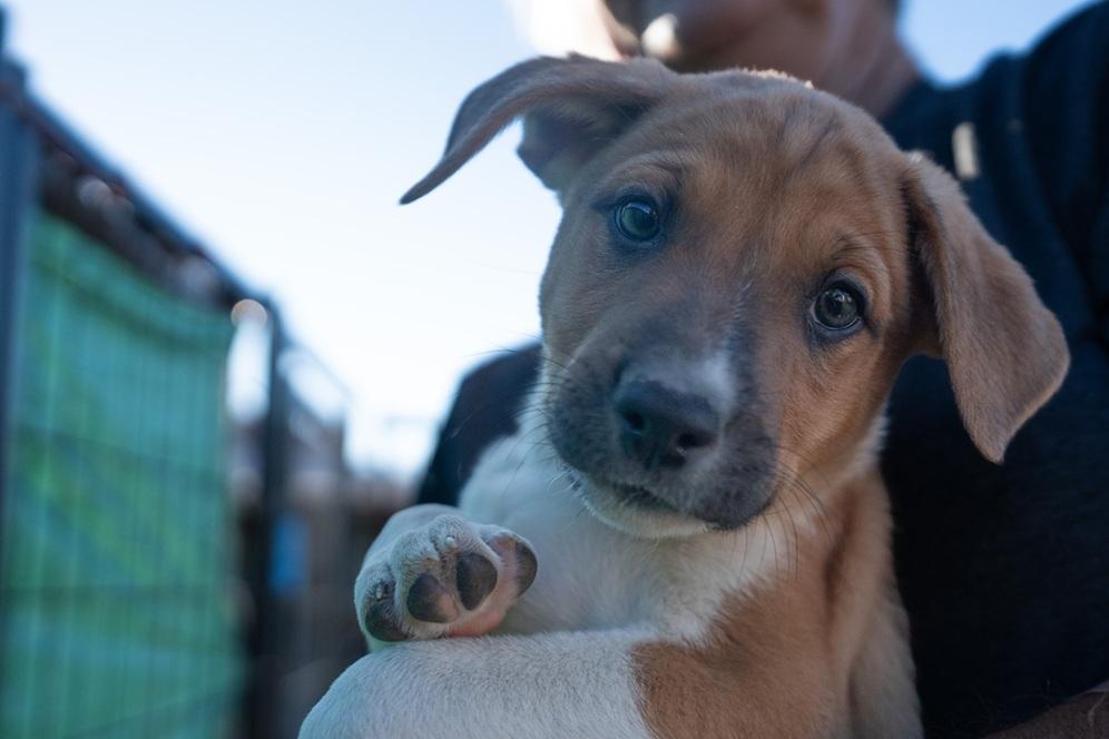 Artemis, a ADOPTABLE mixed breed in Bend, OR image 3/5