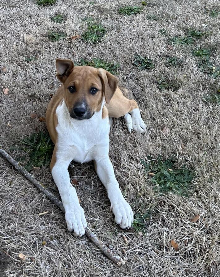 Enlarge Artemis, a Adoptable mixed breed in Ridgefield, WA image 2/5