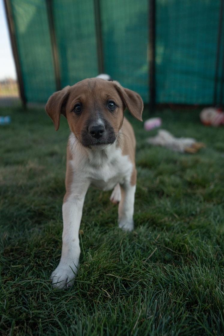 Artemis, ADOPTABLE, Puppy Female Border Collie & Cattle Dog.