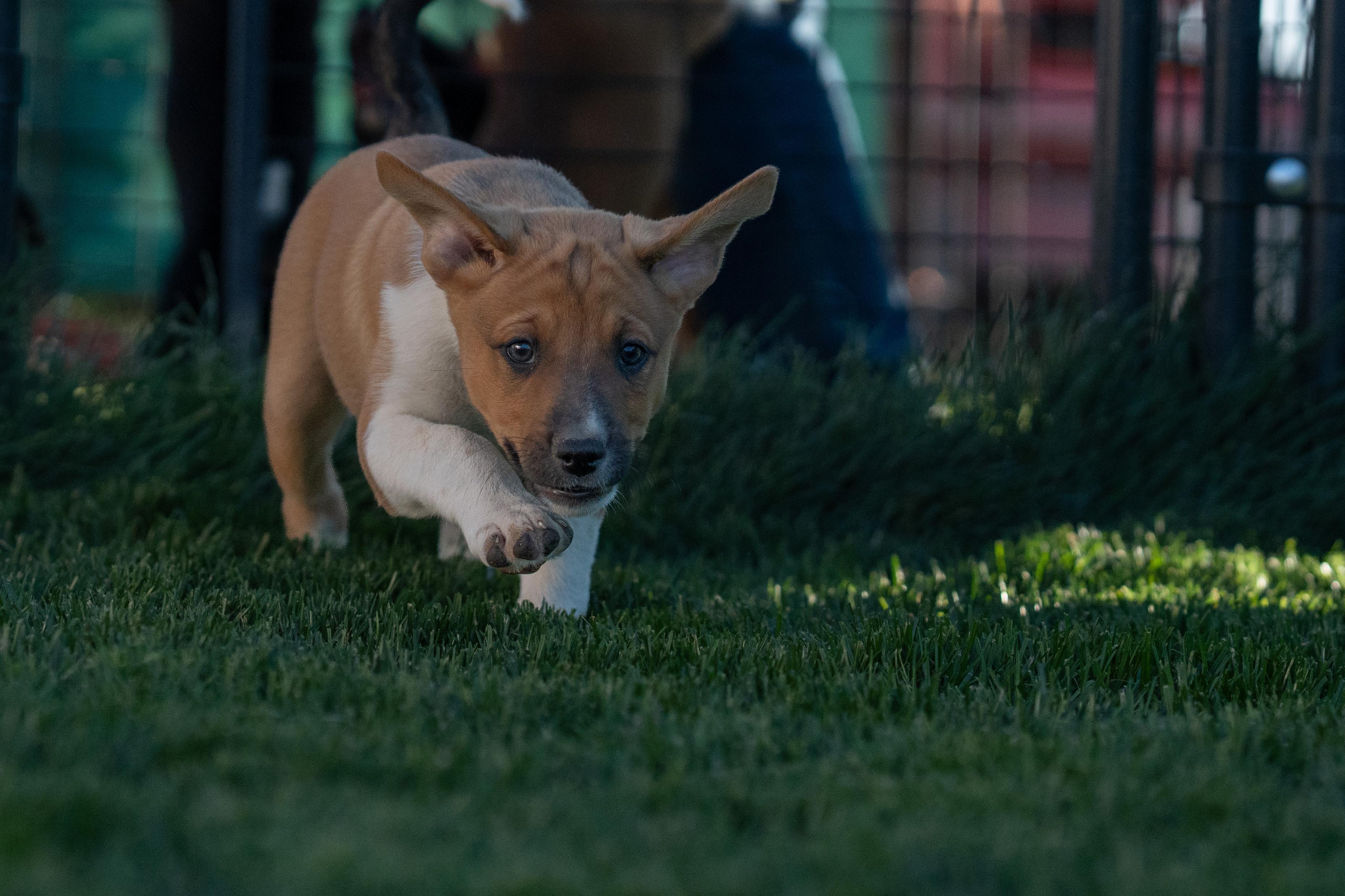 Artemis, a ADOPTABLE mixed breed in Bend, OR image 2/5
