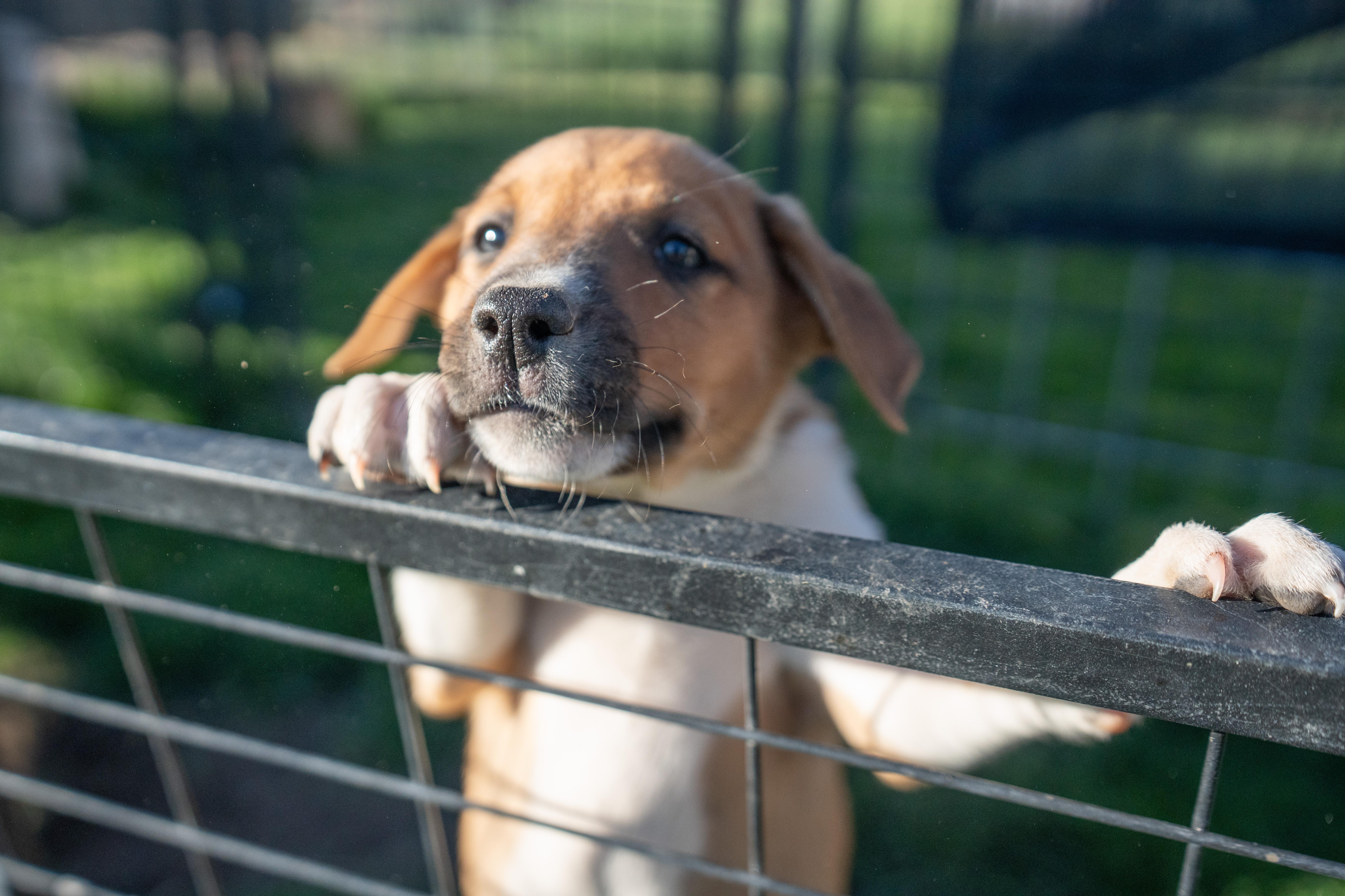 Artemis, a ADOPTABLE mixed breed in Bend, OR image 4/5