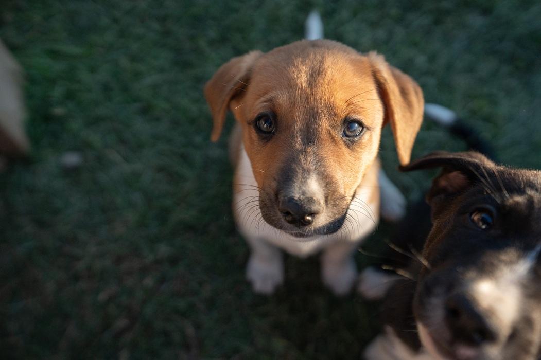 Artemis, a ADOPTABLE mixed breed in Bend, OR image 5/5