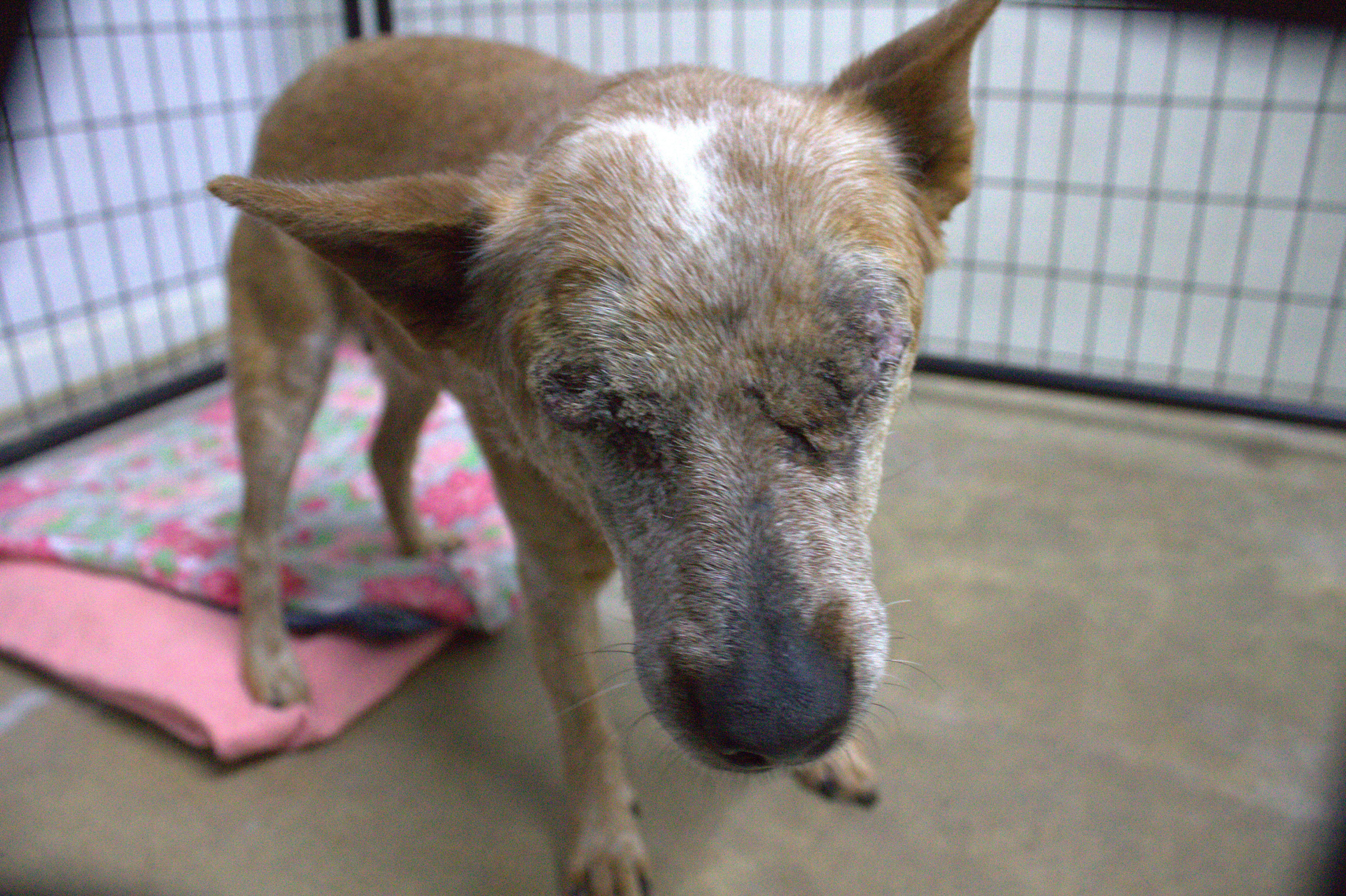 Helen (Adoption fee Sponsored), a Adoptable Cattle Dog in Neillsville, WI image 1/5