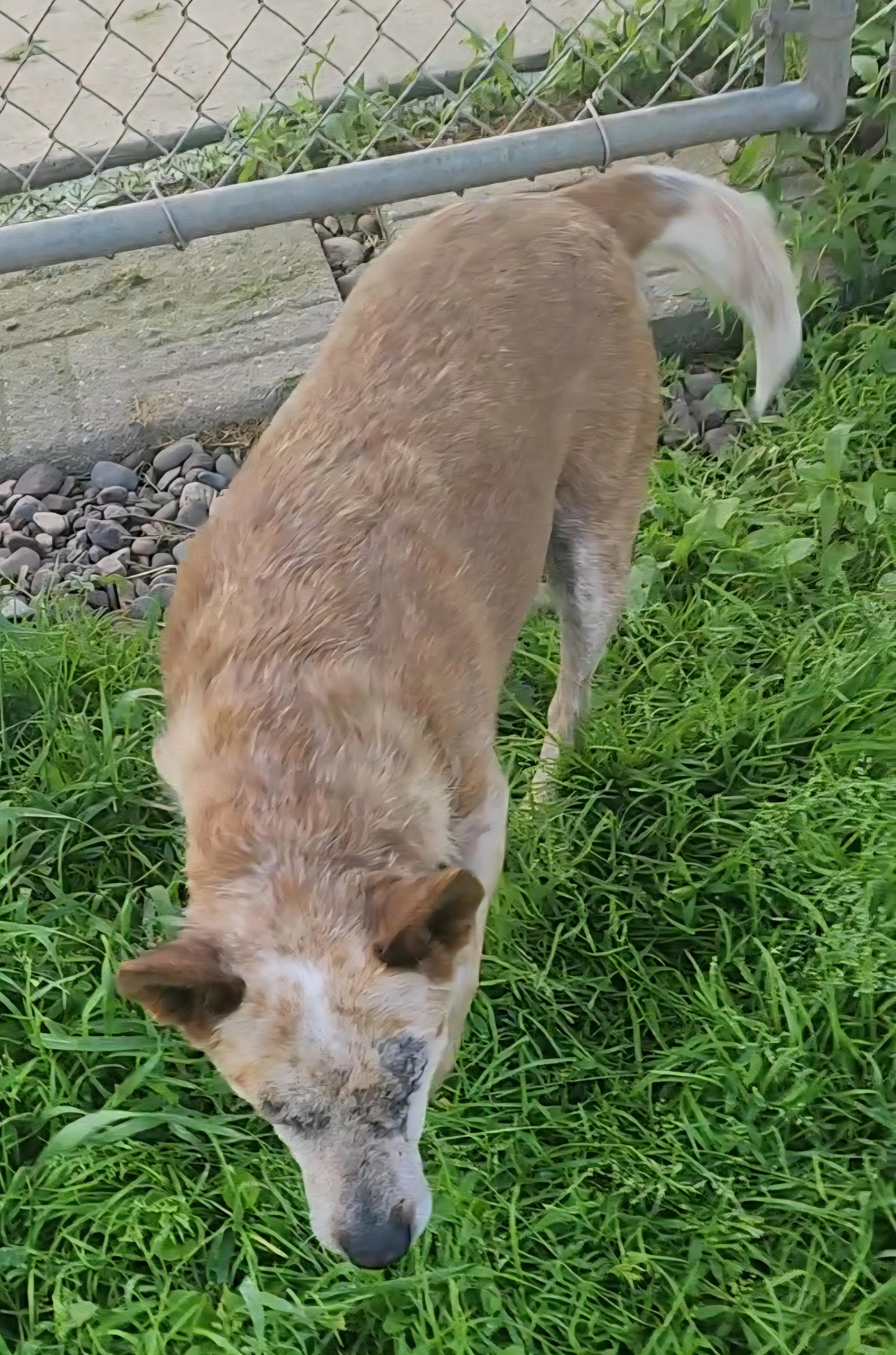Helen (Adoption fee Sponsored), a Adoptable Cattle Dog in Neillsville, WI image 5/5