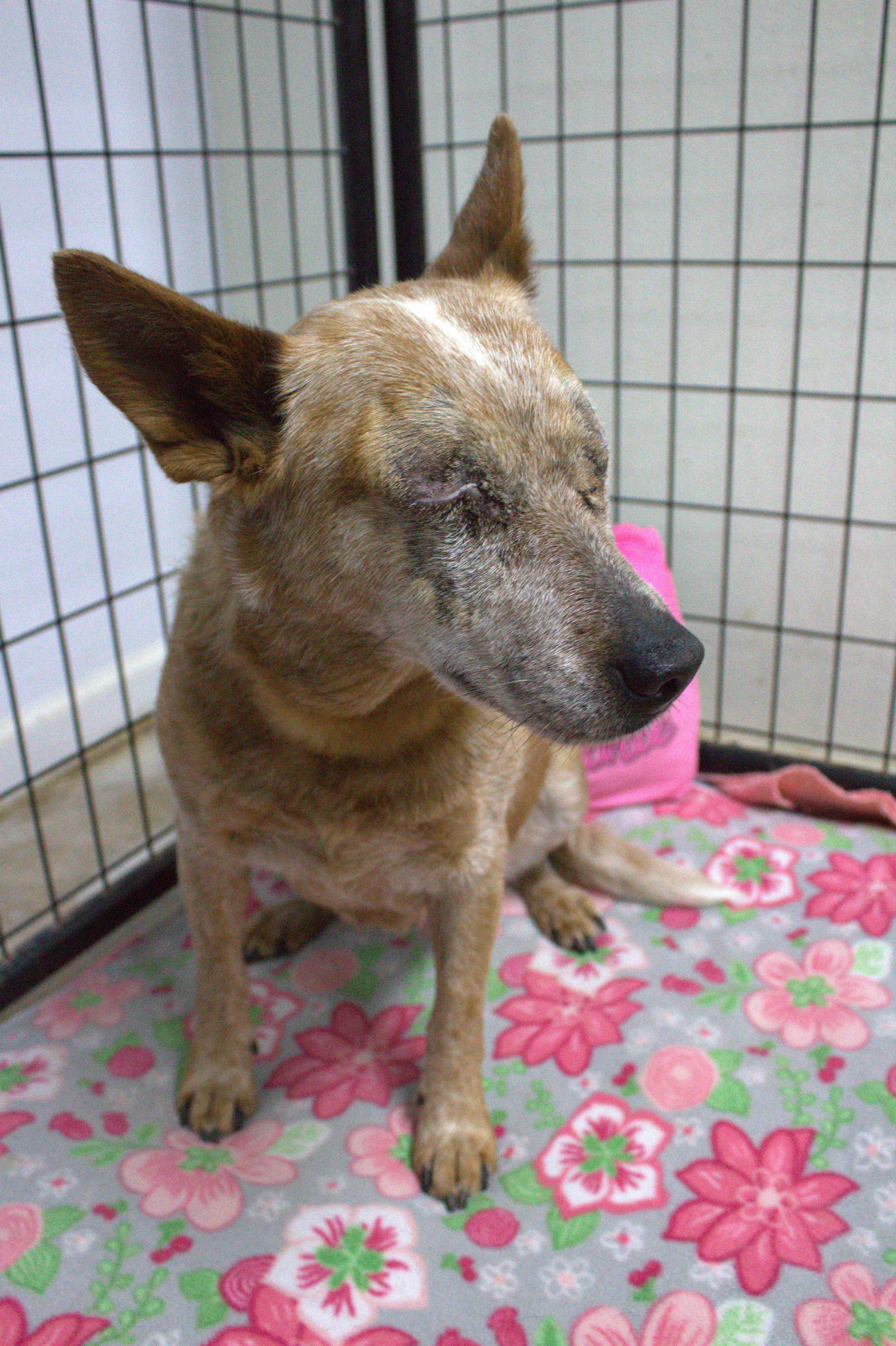 Helen (Adoption fee Sponsored), a Adoptable Cattle Dog in Neillsville, WI image 2/5