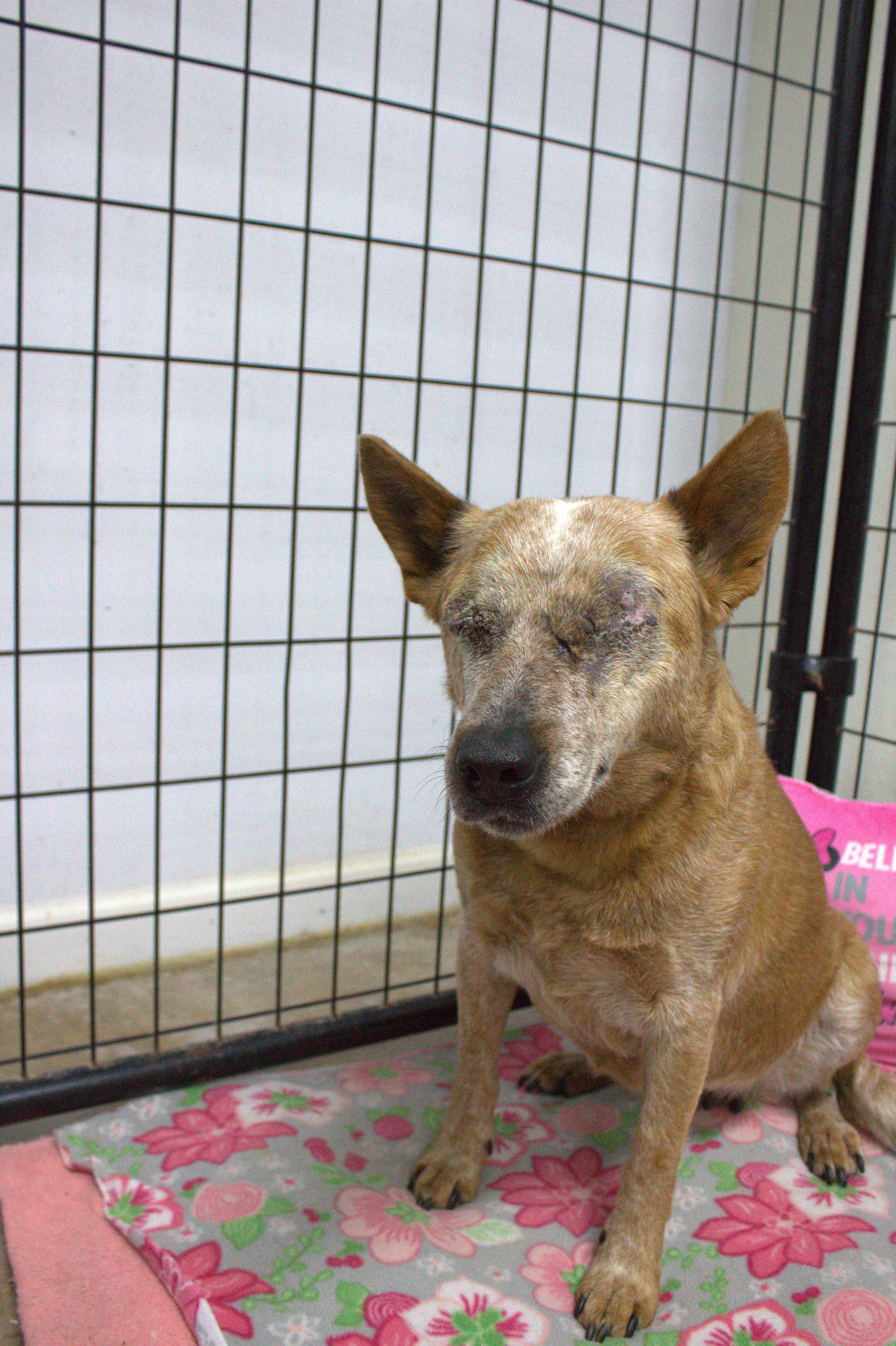 Helen (Adoption fee Sponsored), a Adoptable Cattle Dog in Neillsville, WI image 4/5